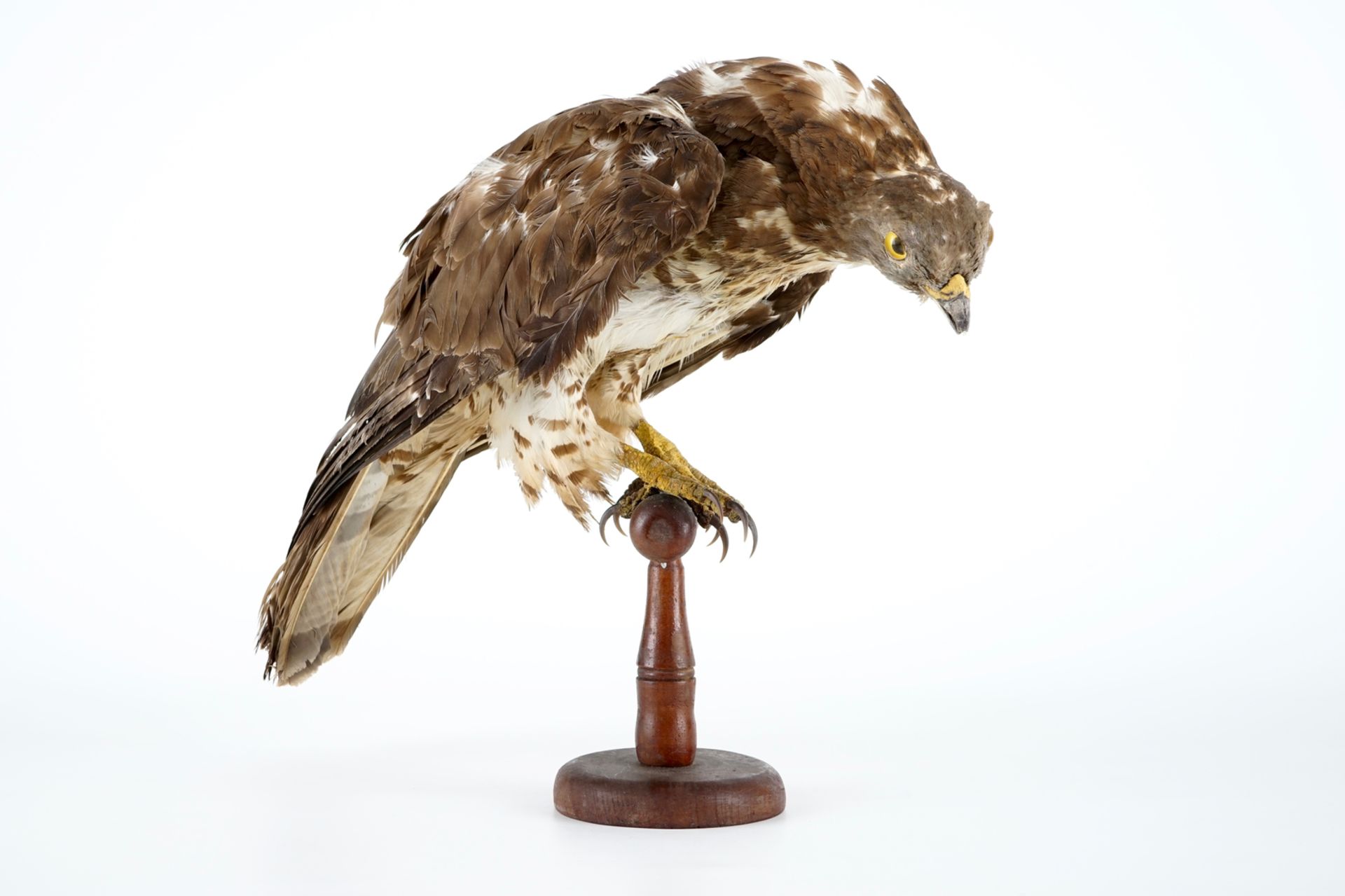 A European honey buzzard, taxidermy, 1st half 20th C. H.: 35,5 cm Condition reports and high - Image 6 of 8