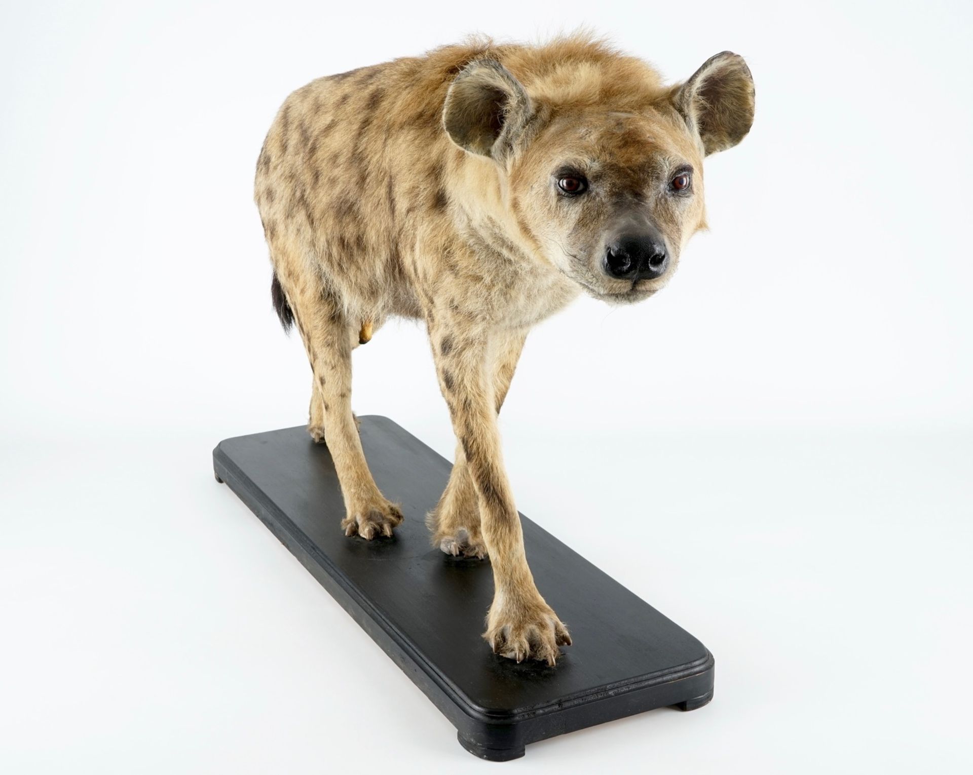 A hyena, presented standing, modern taxidermy H.: 81 cm - L.: 134 cm  Condition reports and high - Image 2 of 9