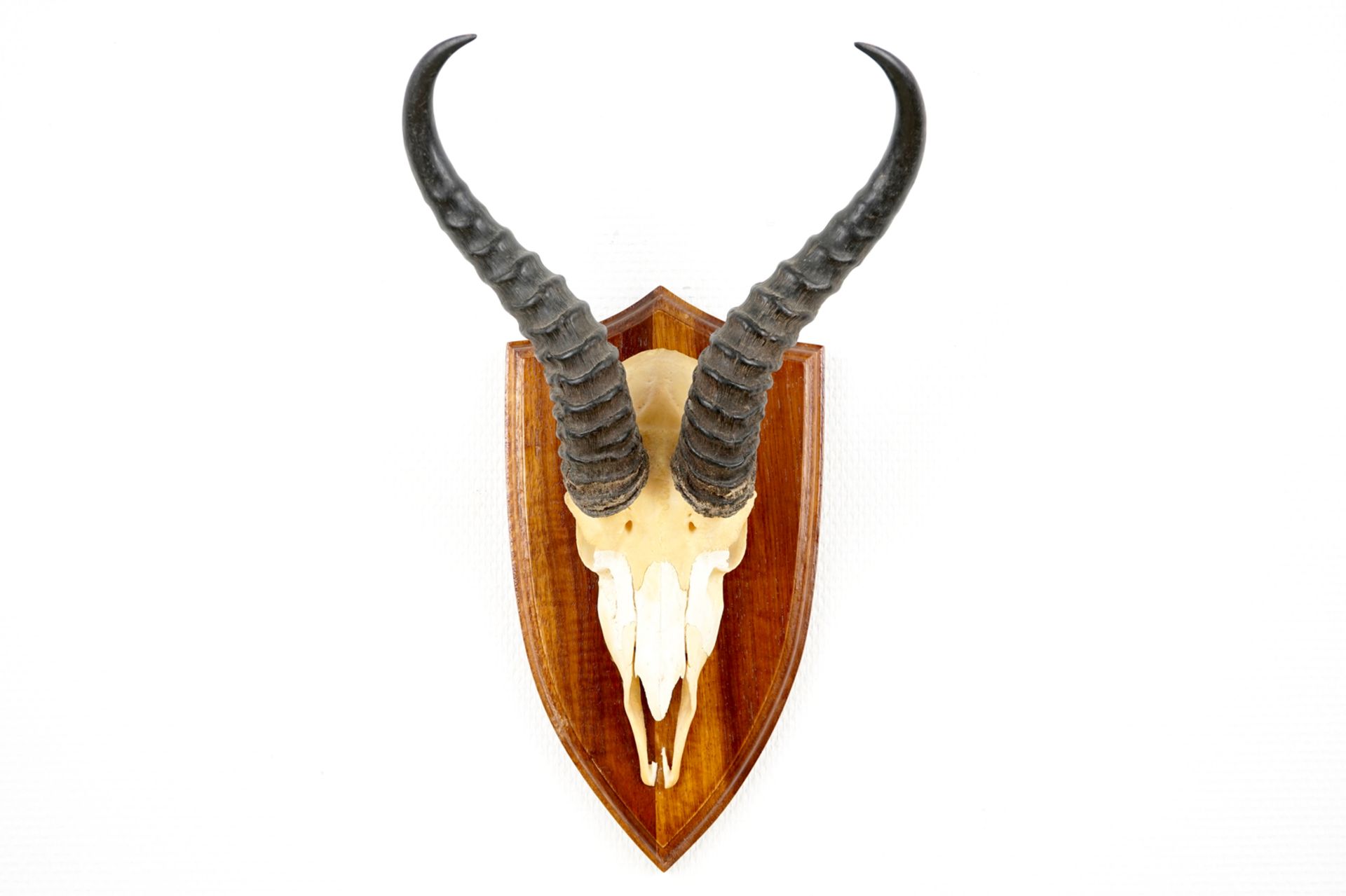 Three horned skulls of a blesbok, impala and reedbuck, mounted on wood H.: 62 cm - L.: 22 cmH.: 45 - Image 7 of 18