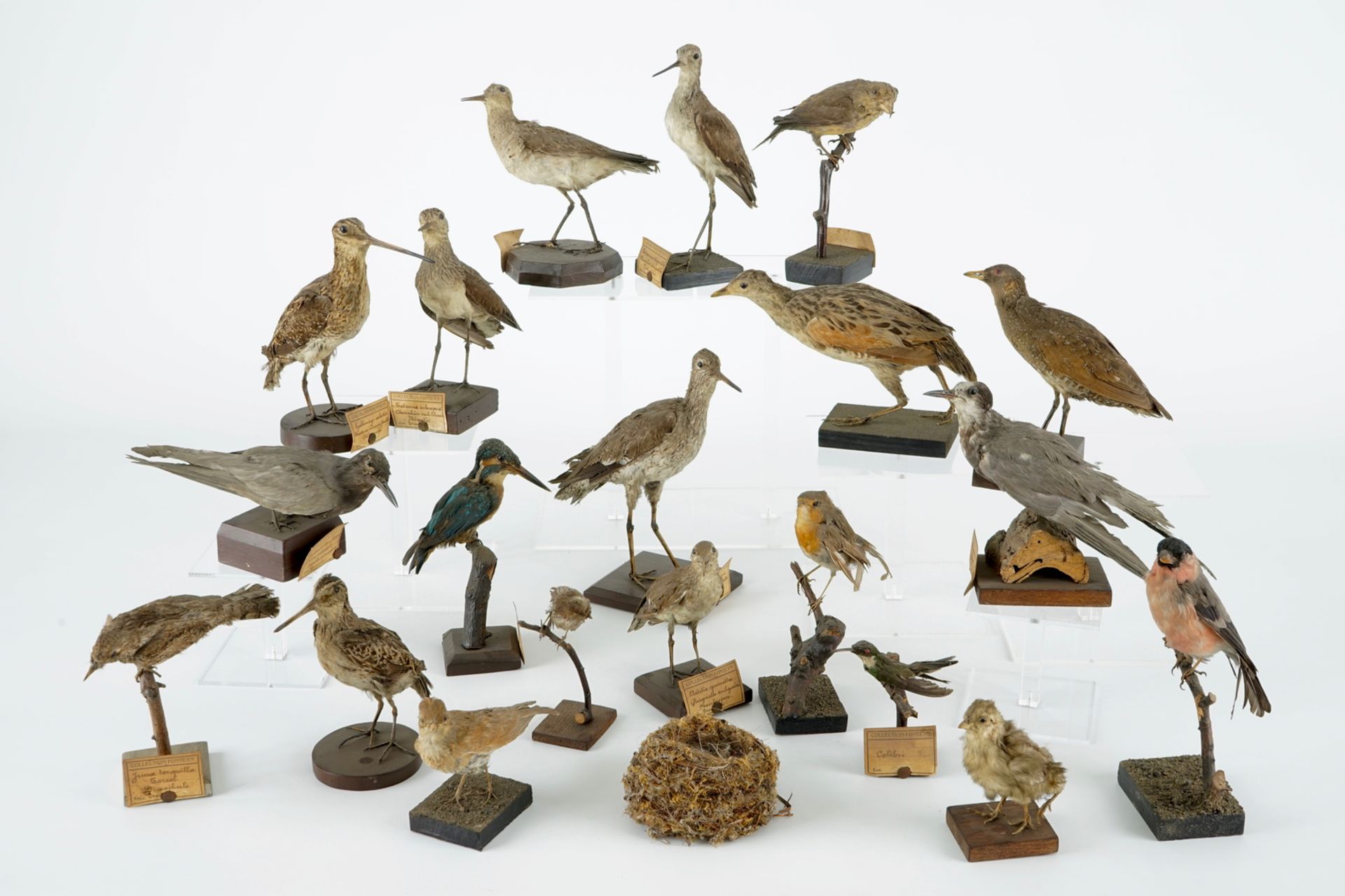 A collection of 20 birds and a nest, taxidermy, 19/20th C. H.: 23,5 cm (the tallest) Several