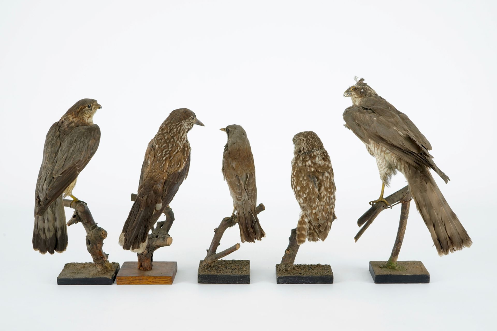 A collection of 13 birds, taxidermy, 19/20th C. H.: 36,5 cm (the tallest) Several labelled " - Image 15 of 16