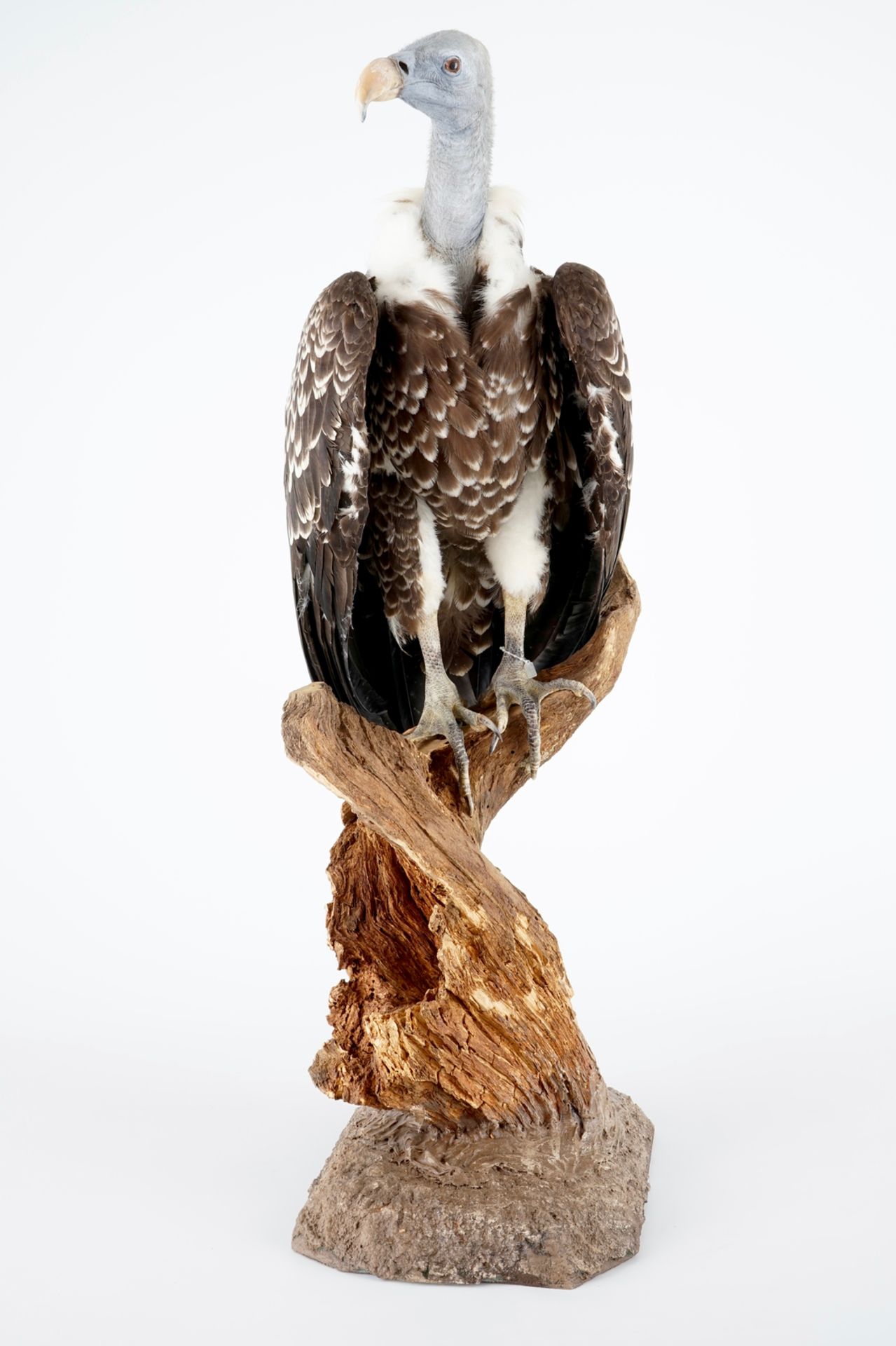 A Rüppell's vulture, presented on branch, recent taxidermy H.: 94,5 cm Incl. the original invoice. - Image 3 of 6