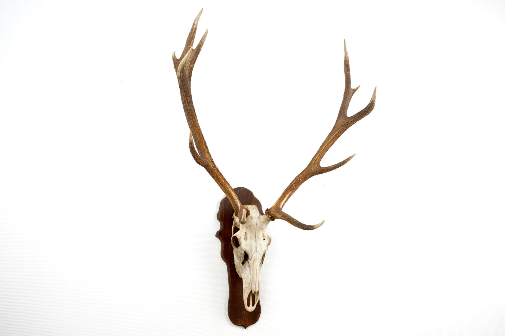 A skull of a red deer with large antlers, mounted on wood L.: 142 cm  Condition reports and high - Image 2 of 7