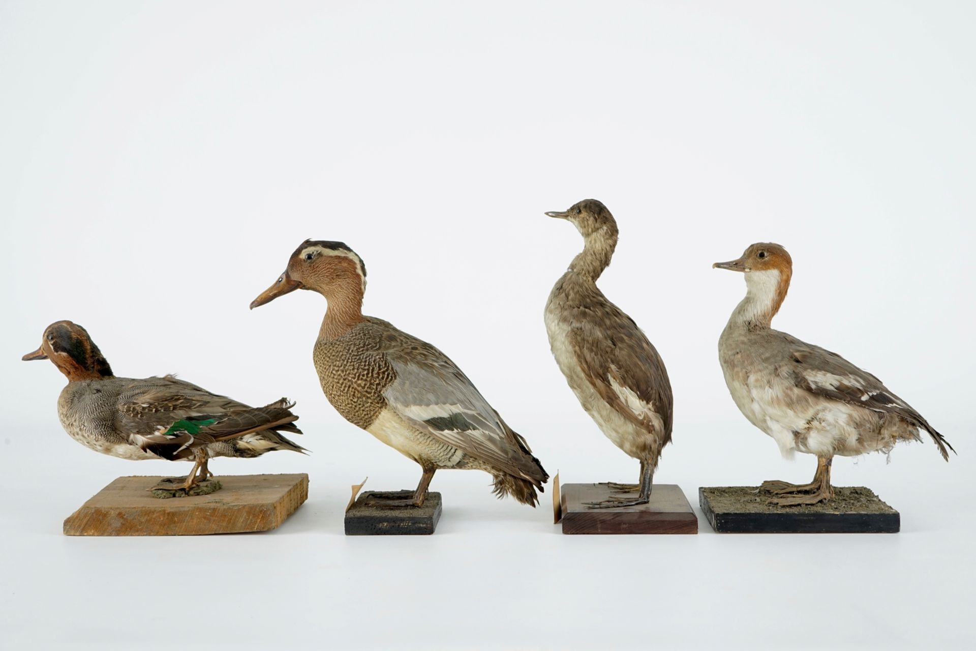 A collection of 15 birds, taxidermy, 19/20th C. H.: 33 cm (the tallest) Several labelled "Collection - Image 3 of 21