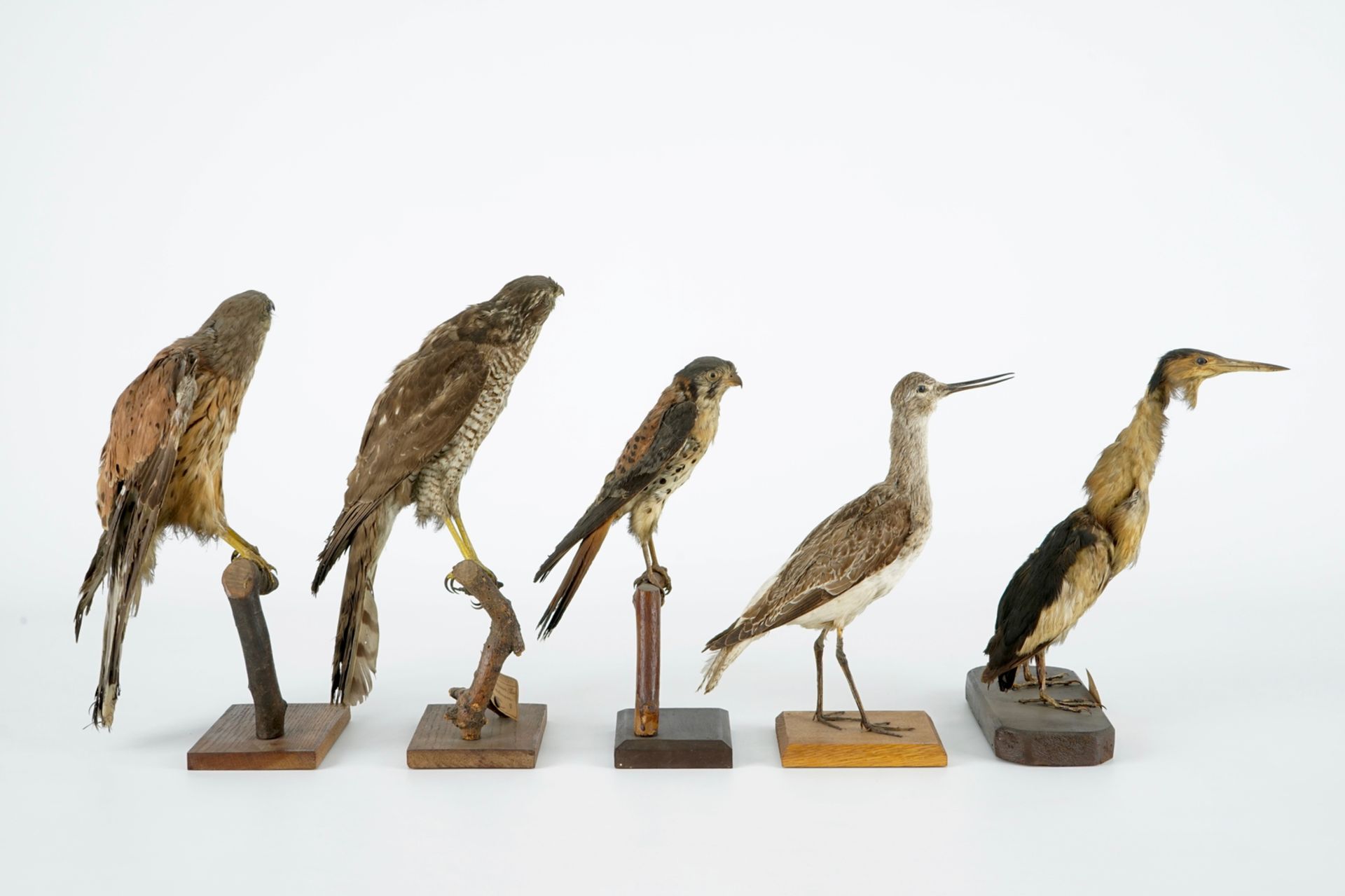 A collection of 14 birds, taxidermy, 19/20th C. H.: 35,5 cm (the tallest) Several labelled " - Image 5 of 17