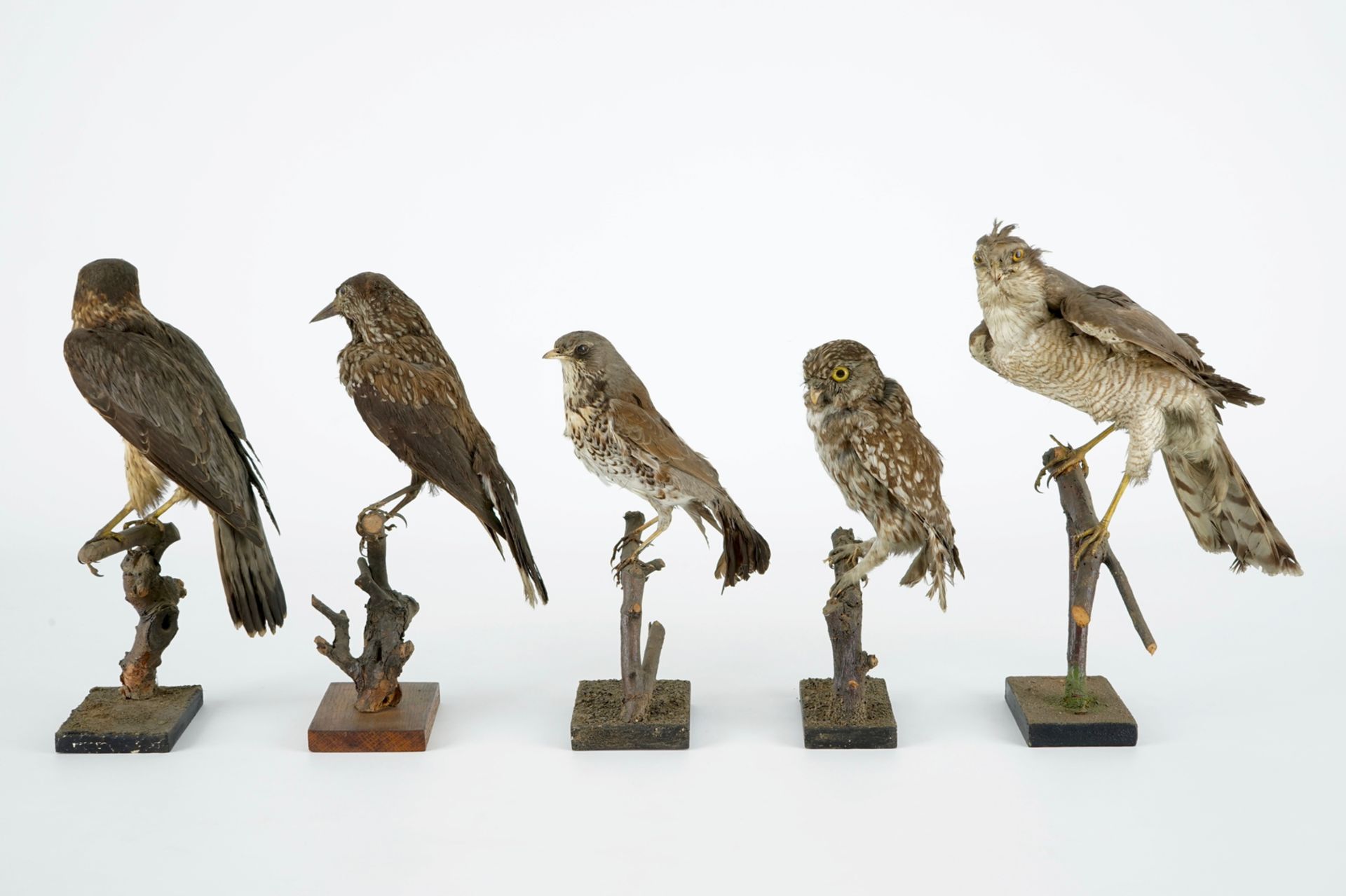 A collection of 13 birds, taxidermy, 19/20th C. H.: 36,5 cm (the tallest) Several labelled " - Image 12 of 16