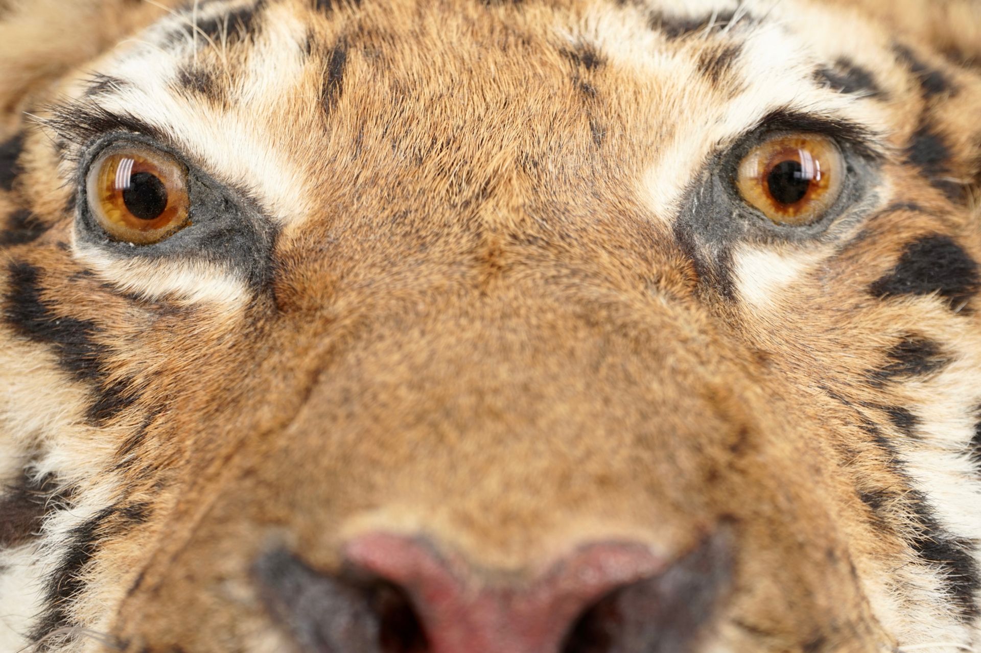 A mounted head of a Siberian tiger, taxidermy, 2nd half 20th C. L.: 36 cm - H.: 35 cm Incl. CITES. - Image 5 of 6