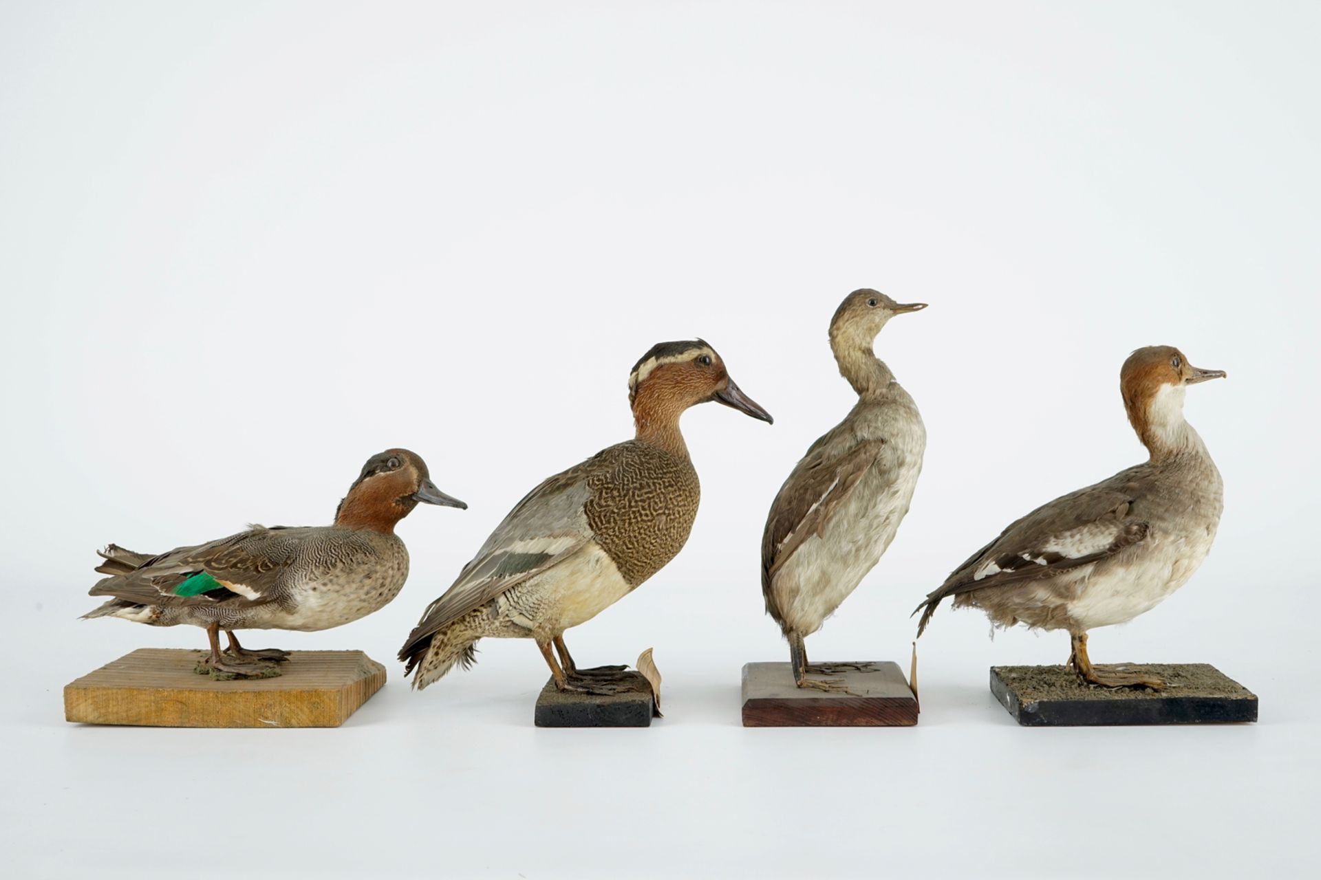 A collection of 15 birds, taxidermy, 19/20th C. H.: 33 cm (the tallest) Several labelled "Collection - Image 5 of 21