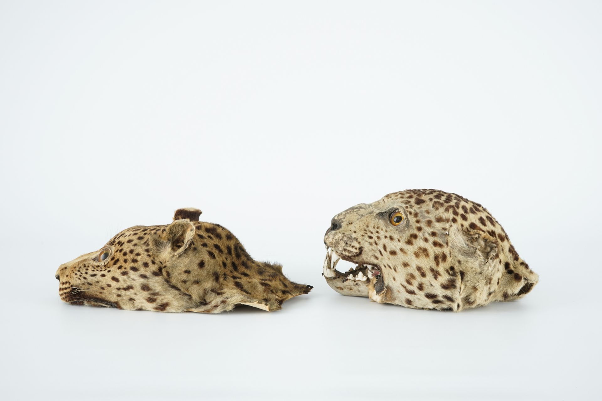 Two antique taxidermy panther's heads, 19th C. H.: 13 cm Condition reports and high resolution - Image 2 of 5