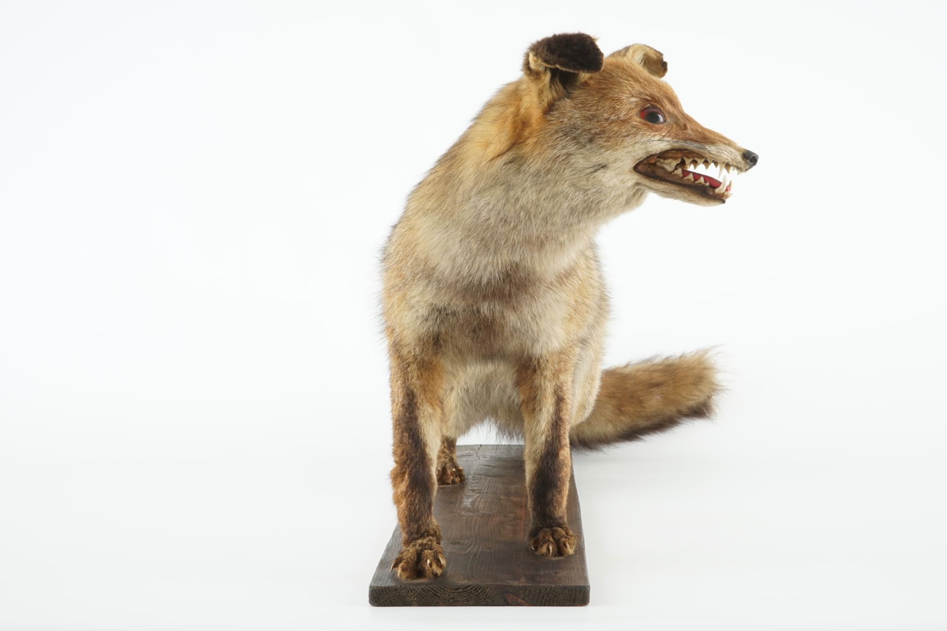 A fox on a wooden base, taxidermy, ca. 1930 L.: 90 cm - H.: 45 cm Condition reports and high - Image 2 of 5