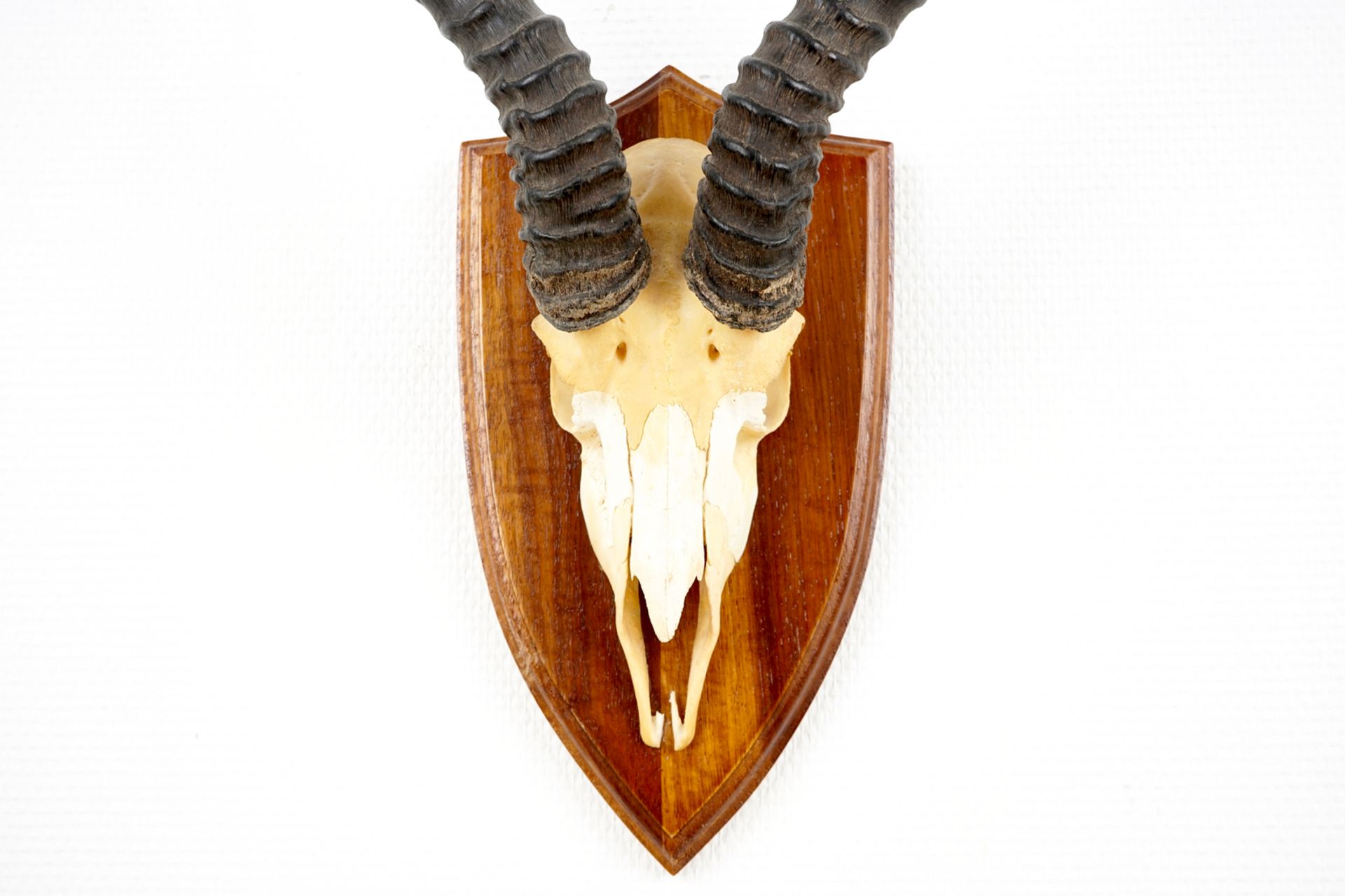 Three horned skulls of a blesbok, impala and reedbuck, mounted on wood H.: 62 cm - L.: 22 cmH.: 45 - Image 11 of 18