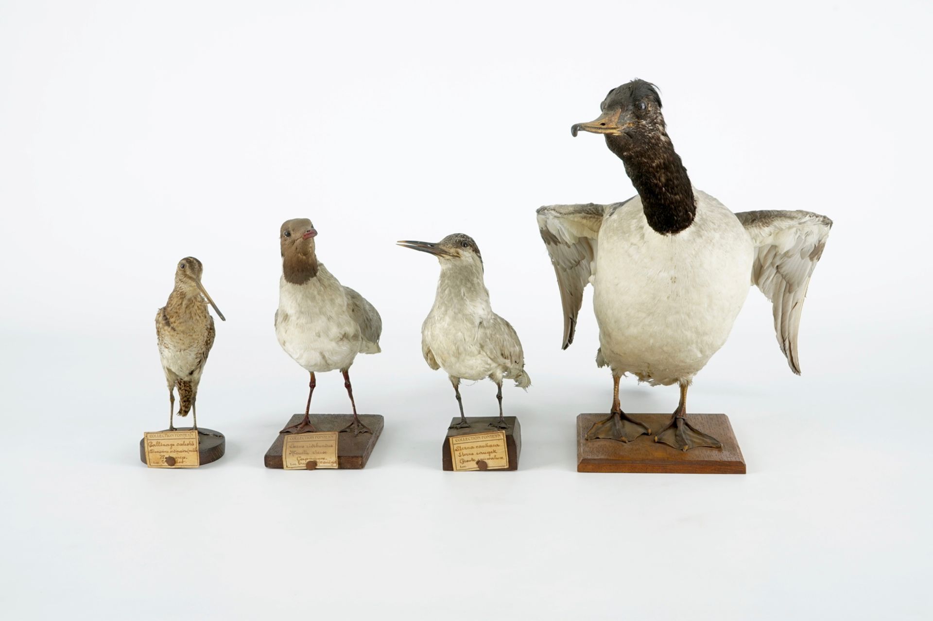 A collection of 14 birds, taxidermy, 19/20th C. H.: 35,5 cm (the tallest) Several labelled " - Image 13 of 17