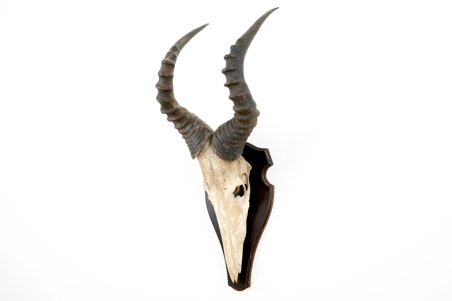 Three horned skulls of a blesbok, impala and reedbuck, mounted on wood H.: 62 cm - L.: 22 cmH.: 45 - Image 3 of 18