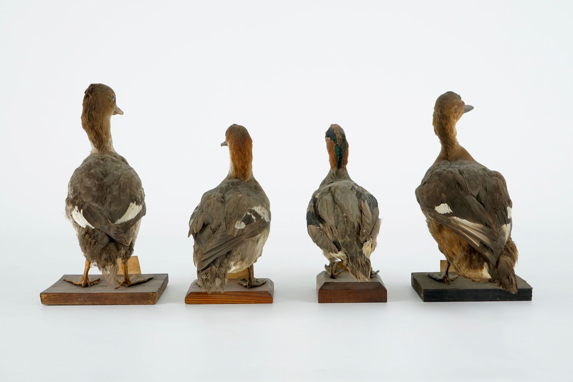 A collection of 15 birds, taxidermy, 19/20th C. H.: 33 cm (the tallest) Several labelled "Collection - Image 8 of 21