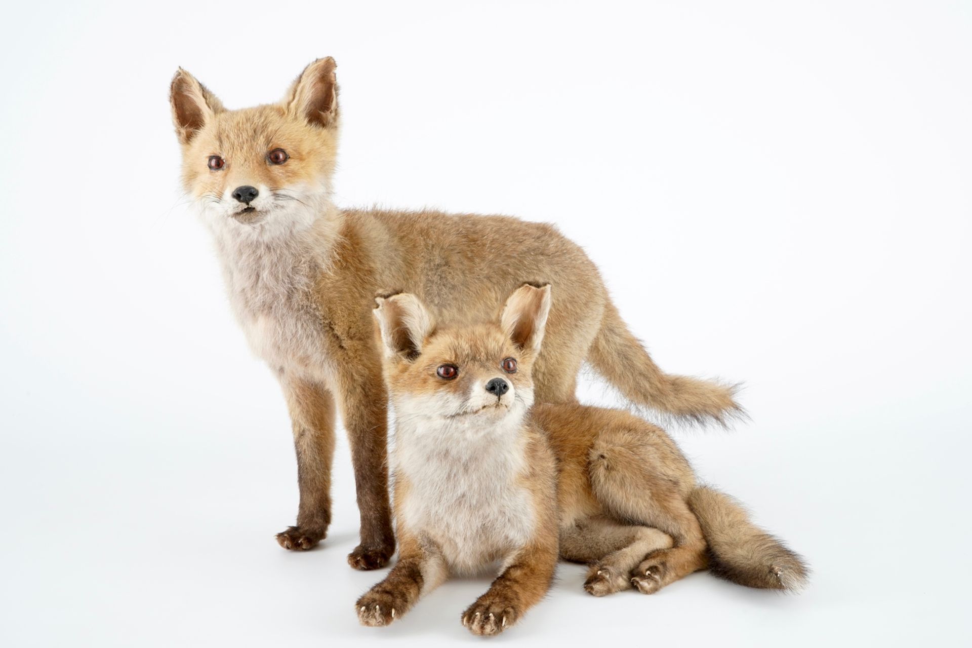 Two fox cubs, modern taxidermy, 2nd half 20th C. H.: 39,5 cm (the standing specimen) Condition