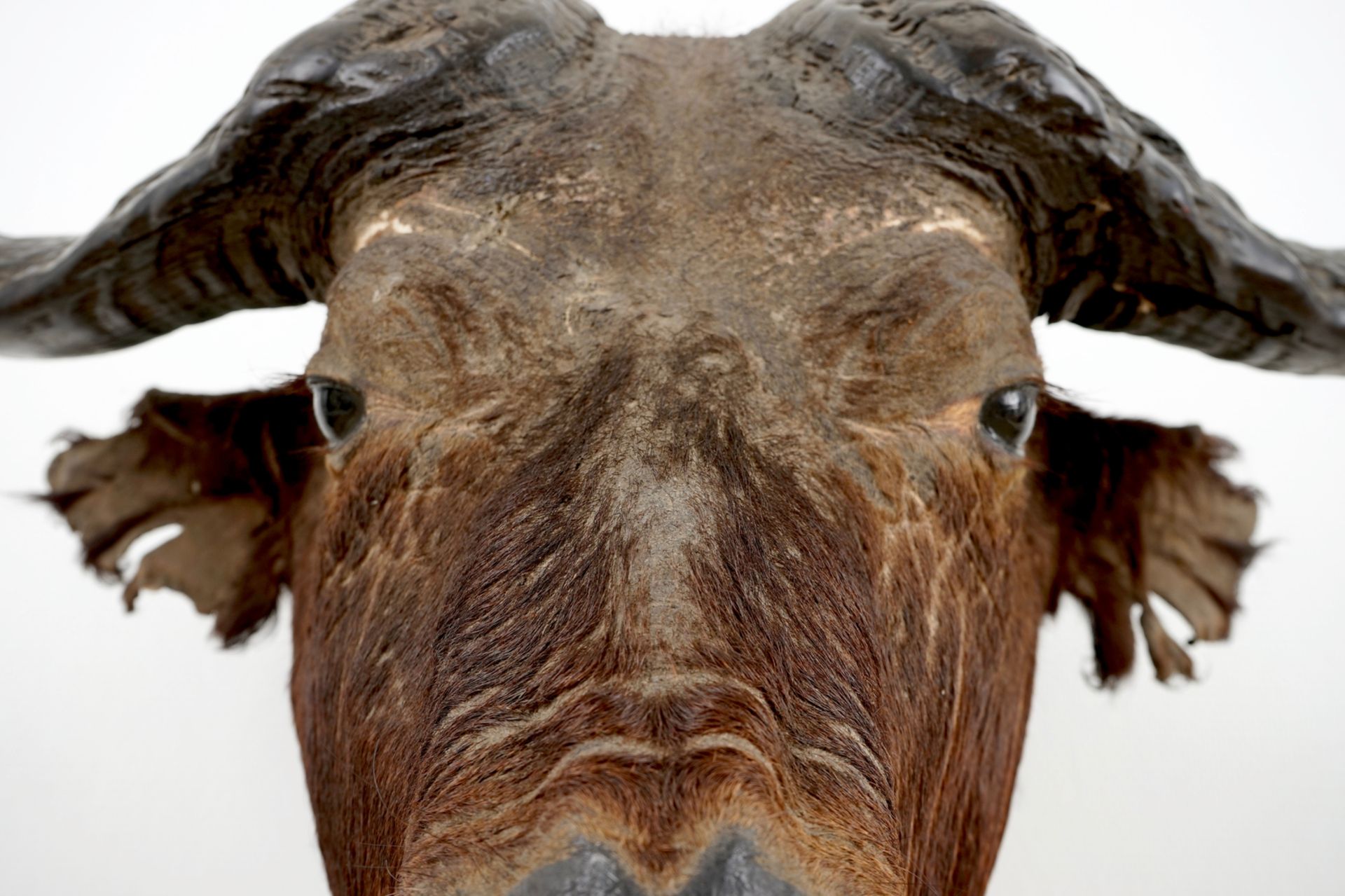 A head of a European bison, taxidermy, 2nd half 20th C. H.: 67 cm - L.: 64 cm Condition reports - Image 5 of 5