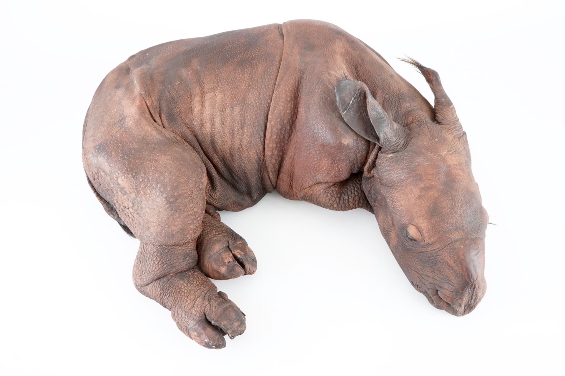 Dirk Claesen: a replica of a young rhinoceros, late 20th C. L.: 83 cm - W.: 65 cm - H.: 29 cm - Image 4 of 9