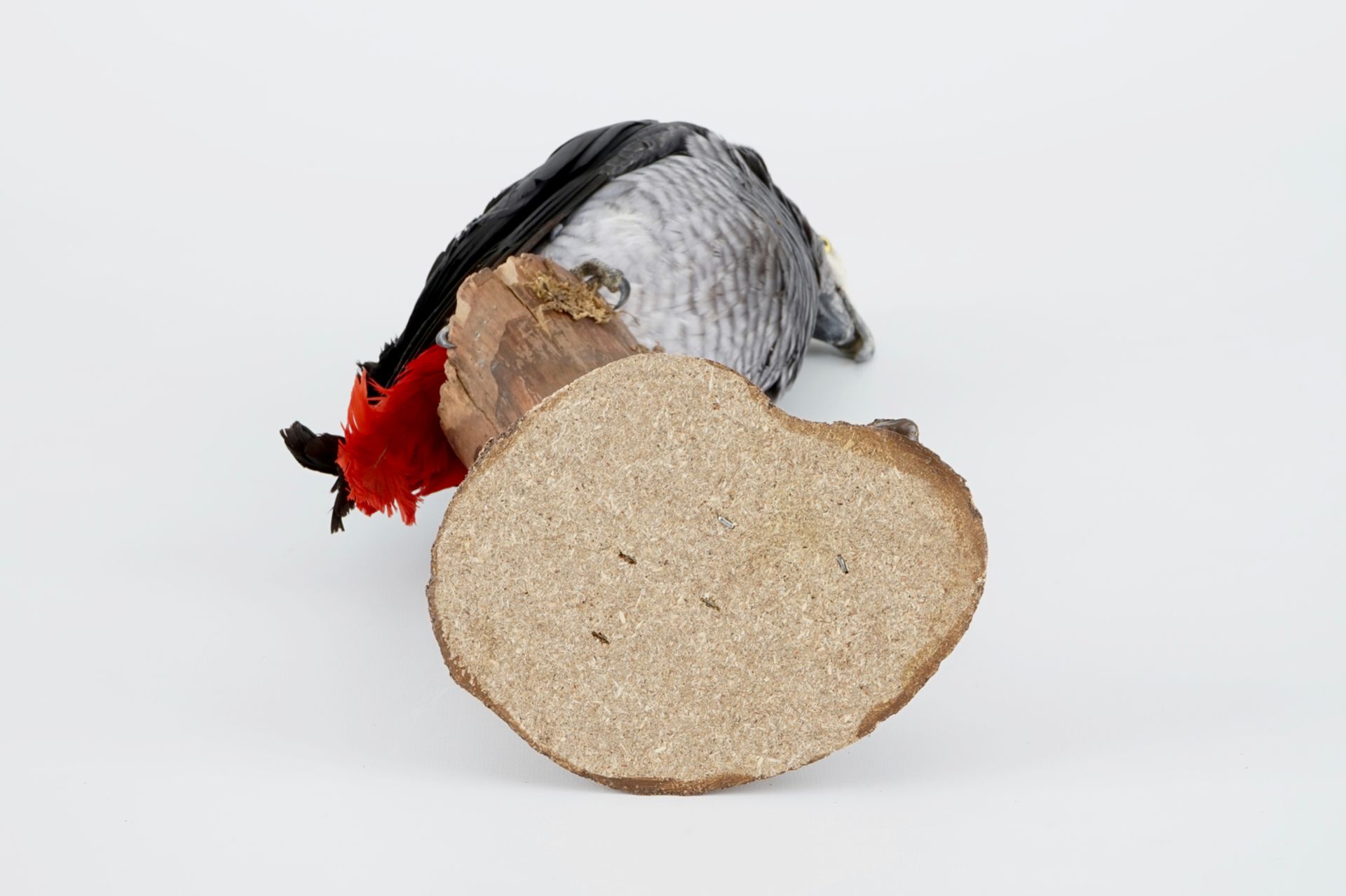 An African grey parrot, taxidermy, late 20th C. H.: 41 cm Condition reports and high resolution - Image 6 of 7