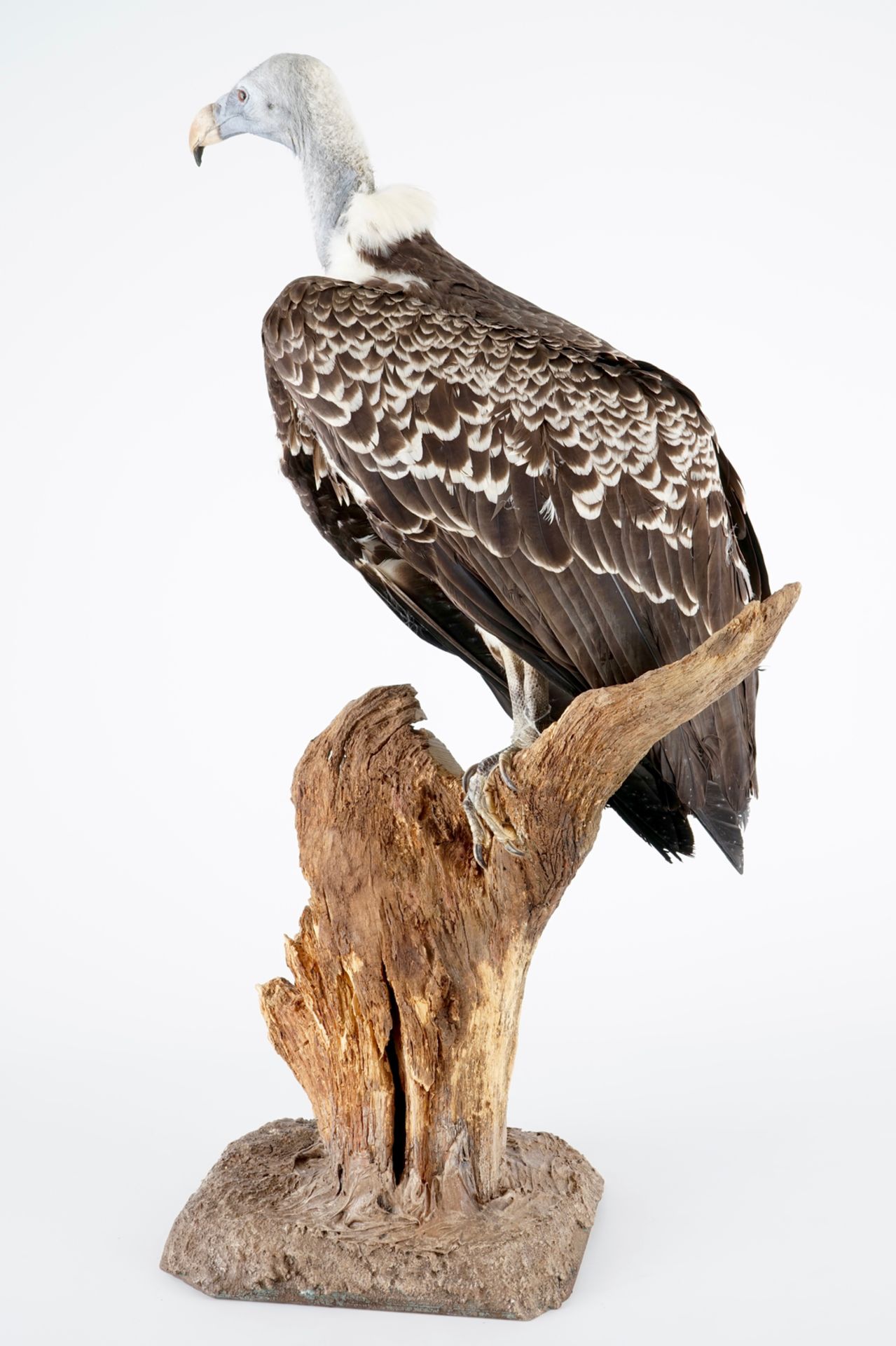 A Rüppell's vulture, presented on branch, recent taxidermy H.: 94,5 cm Incl. the original invoice. - Image 4 of 6