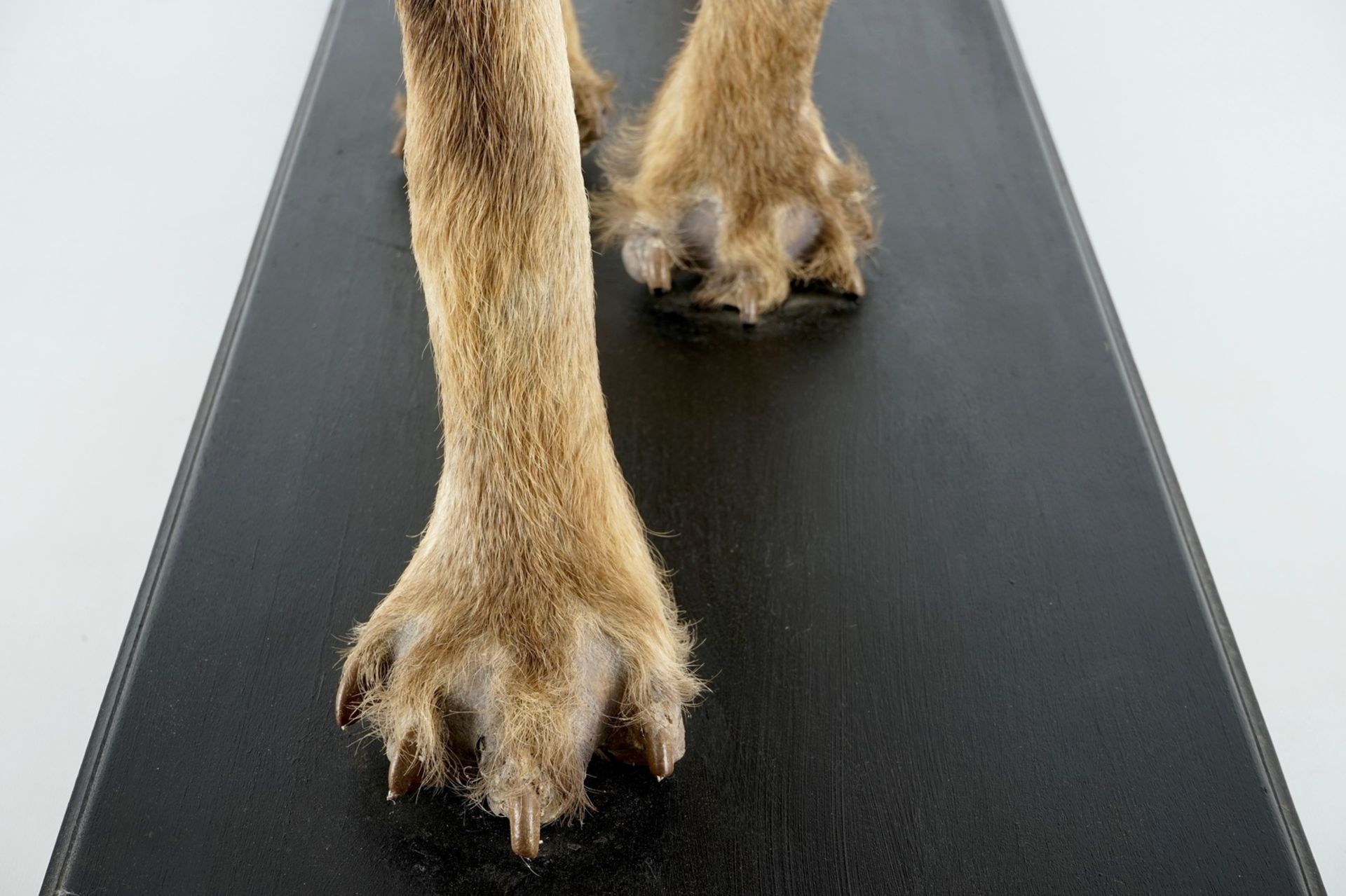 A hyena, presented standing, modern taxidermy H.: 81 cm - L.: 134 cm  Condition reports and high - Image 9 of 9