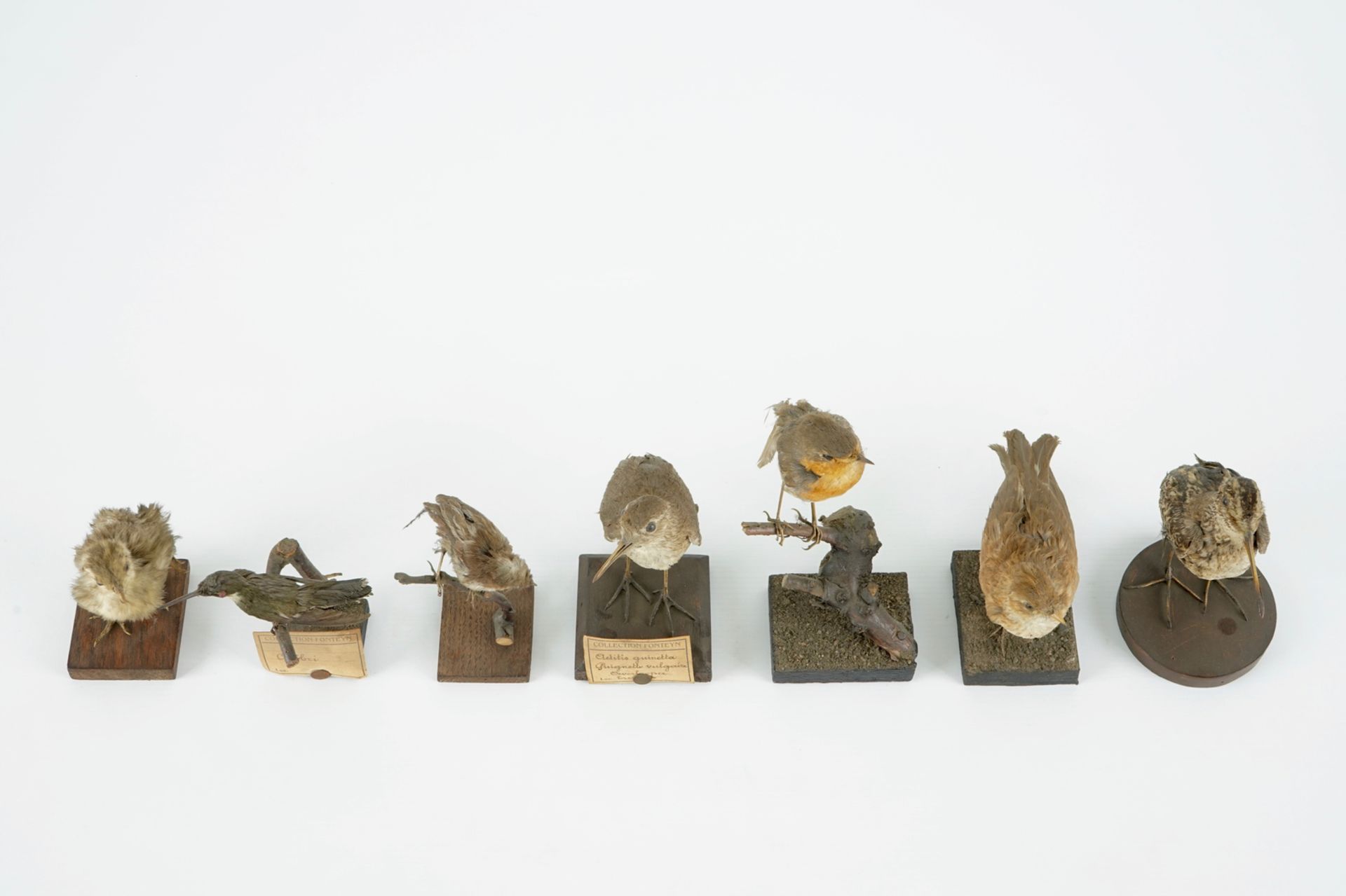 A collection of 20 birds and a nest, taxidermy, 19/20th C. H.: 23,5 cm (the tallest) Several - Image 6 of 21