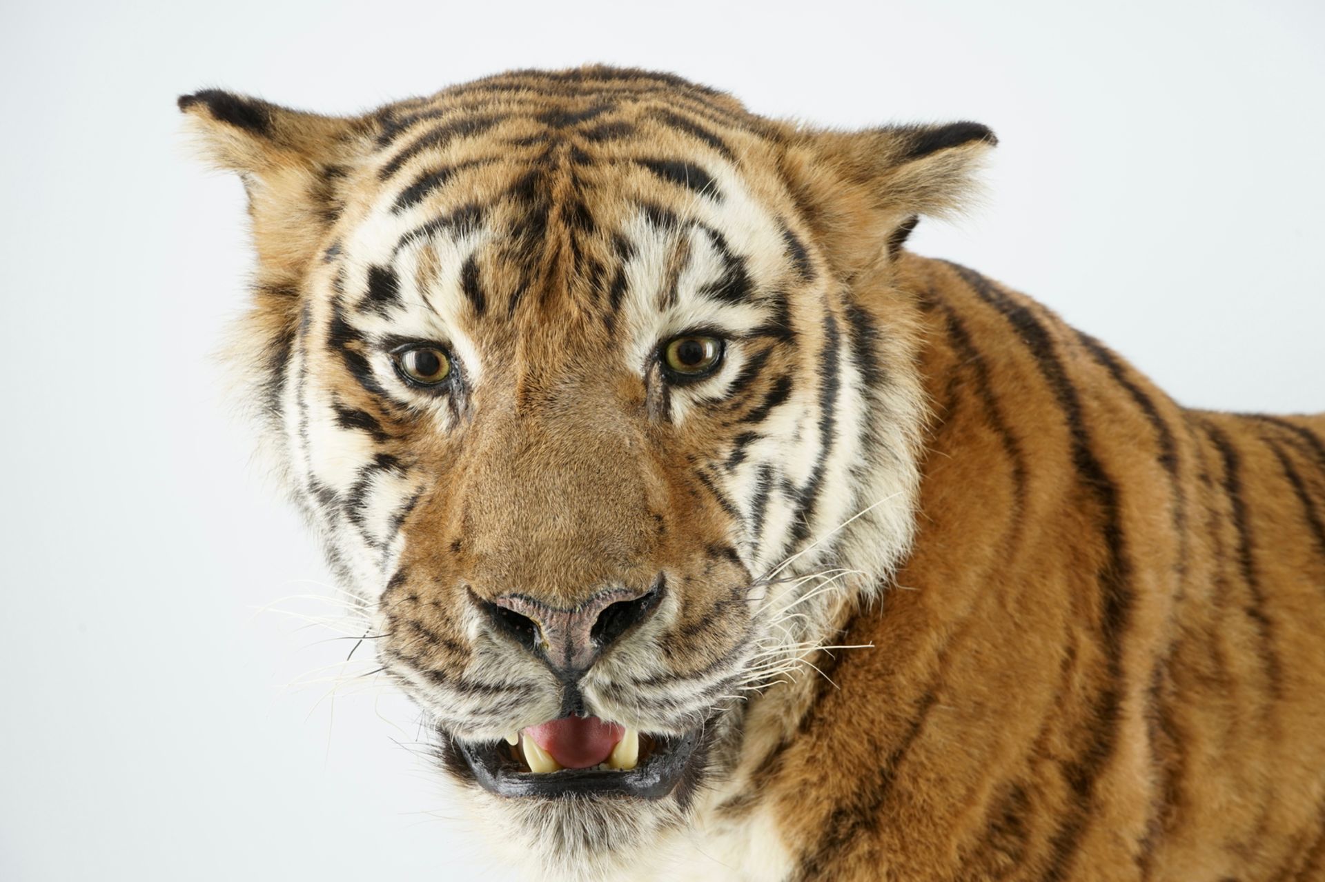 A Bengal tiger, presented standing, recent taxidermy L.: 168 cm - H.: 97 cm Of very good quality. - Image 6 of 9