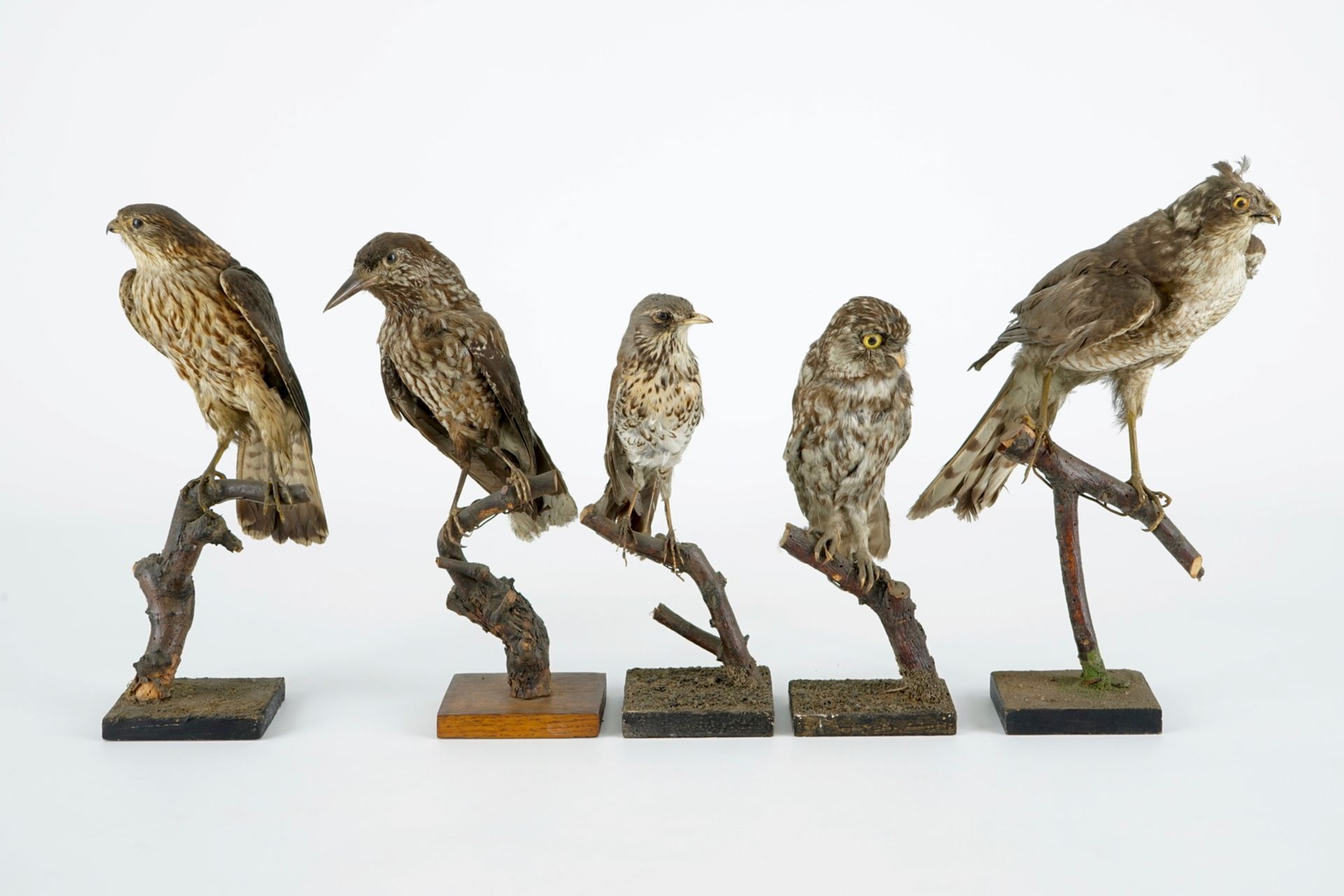 A collection of 13 birds, taxidermy, 19/20th C. H.: 36,5 cm (the tallest) Several labelled " - Image 13 of 16