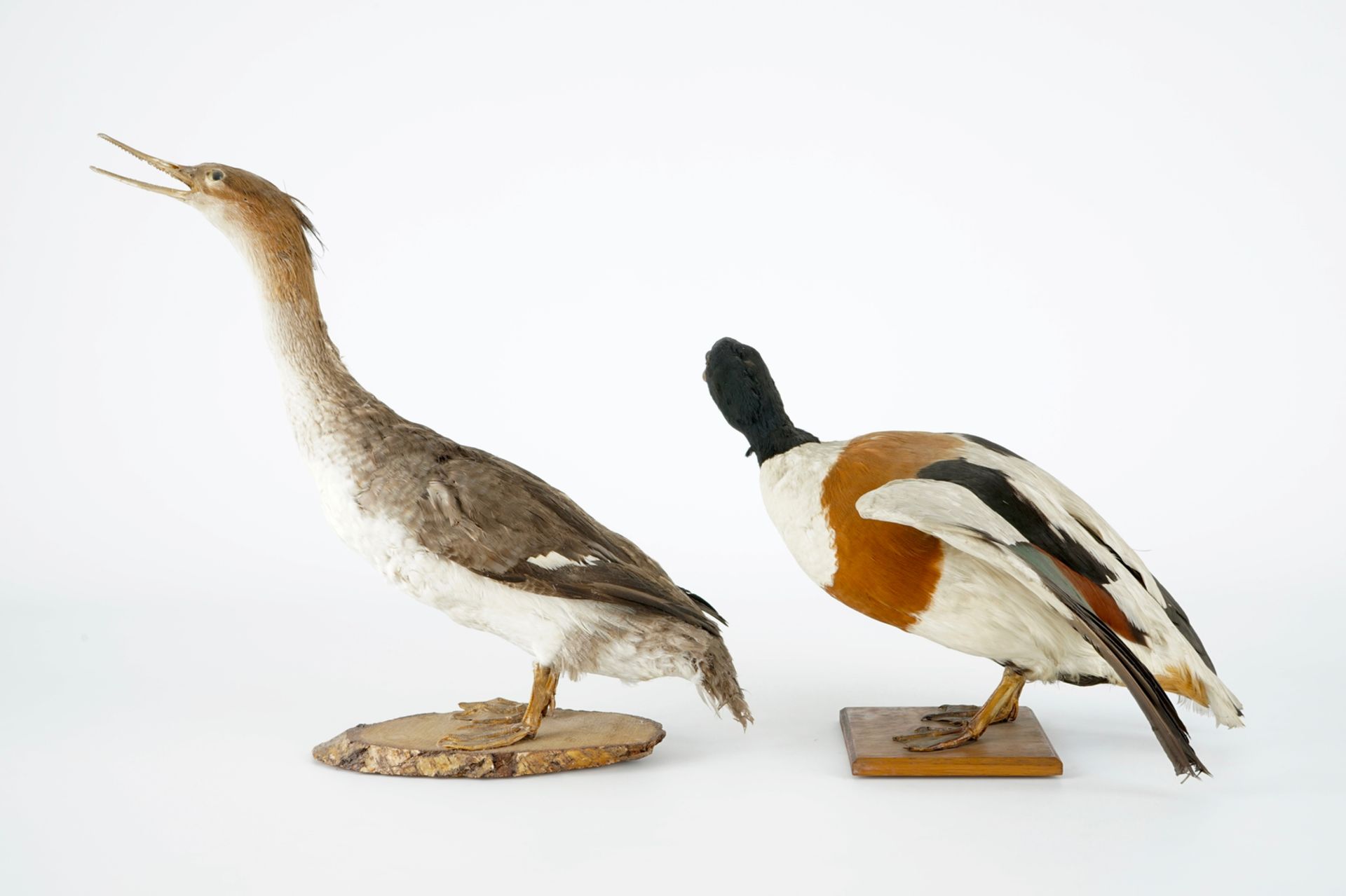 A collection of 5 birds, taxidermy, 19/20th C. H.: 47 cm (the tallest) Two labelled "Collection - Image 2 of 11