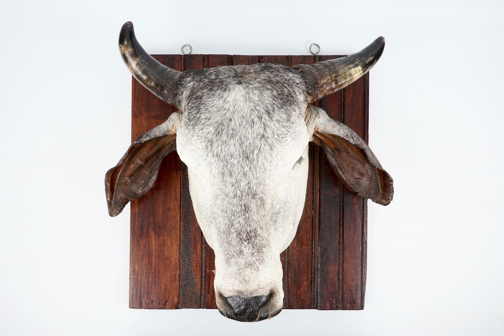 A head of a Brahman cow, modern taxidermy H.: 63 cm Condition reports and high resolution pictures - Image 3 of 5