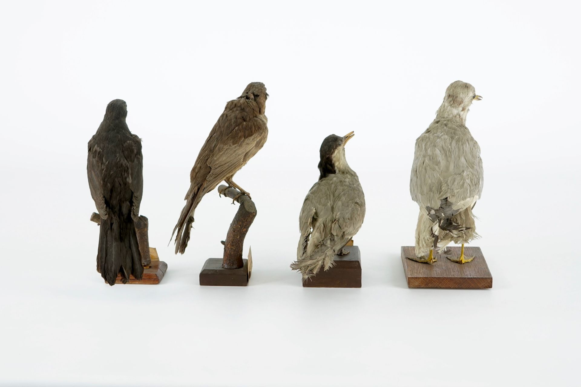 A collection of 10 birds, taxidermy, 19/20th C. H.: 25 cm (the tallest) Several labelled "Collection - Image 10 of 11