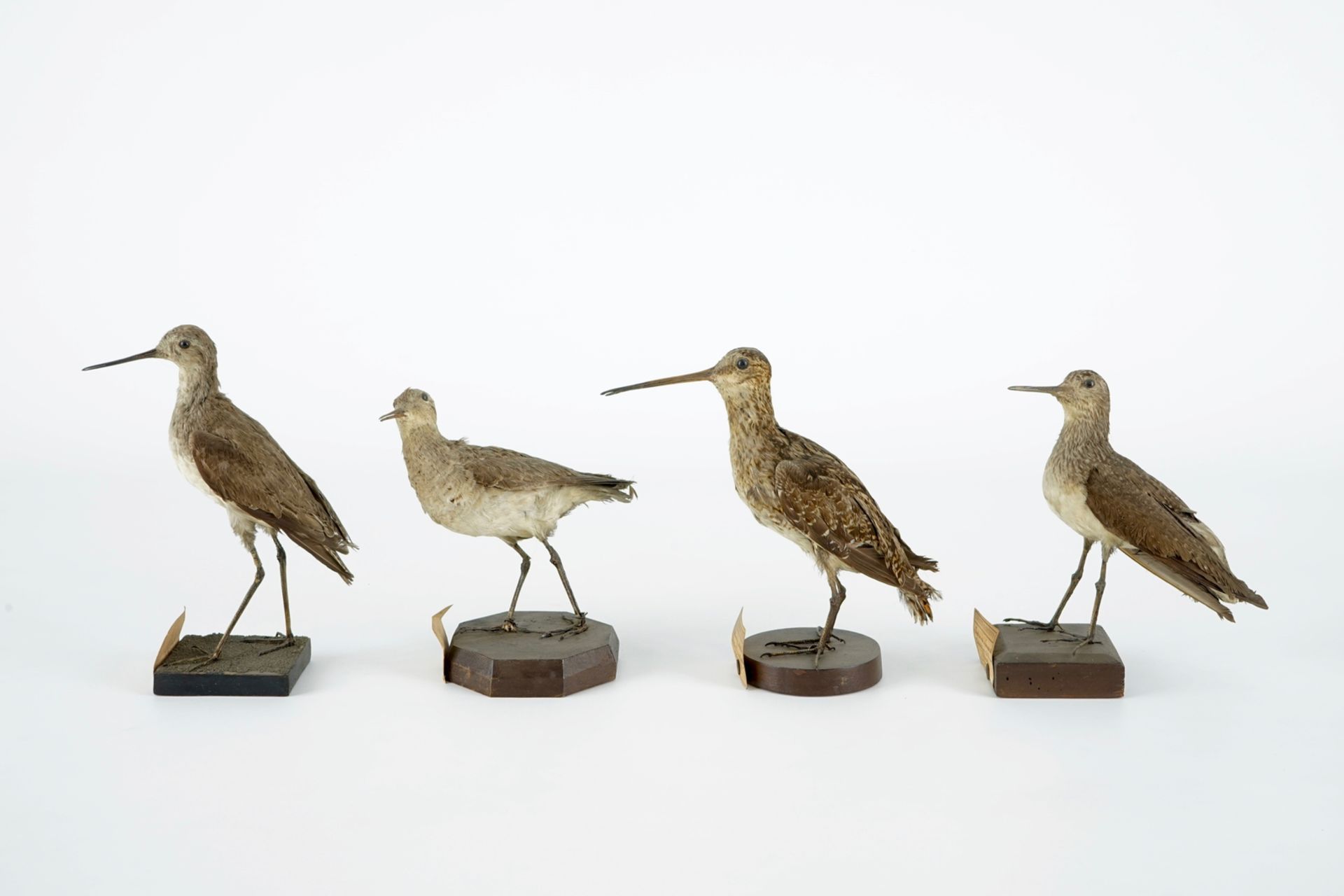 A collection of 20 birds and a nest, taxidermy, 19/20th C. H.: 23,5 cm (the tallest) Several - Image 7 of 21