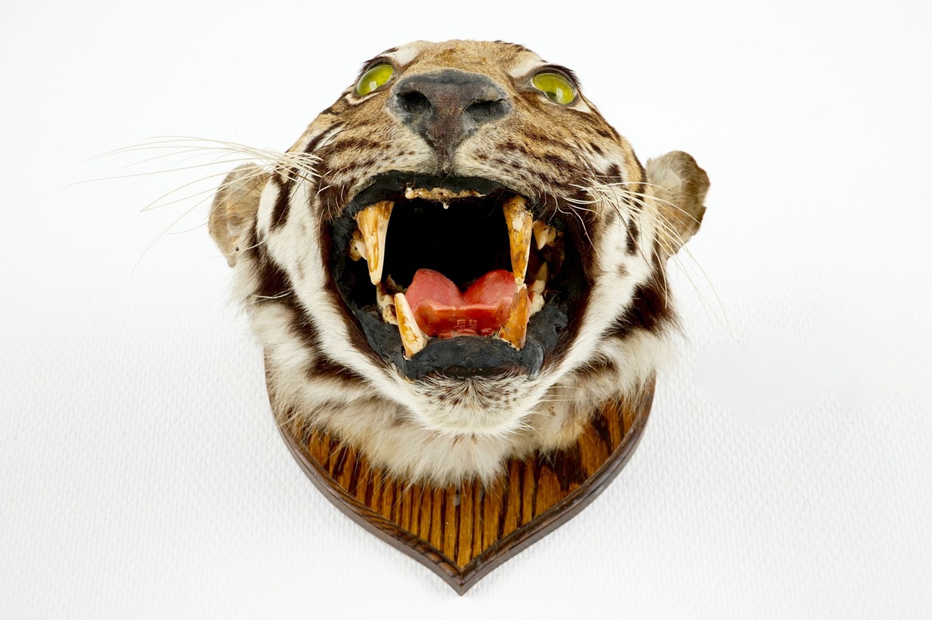 A tiger's head mounted on wood, taxidermy, 1st half 20th C. H.: 32 cm - D.: 37,5 cm Condition - Image 5 of 6