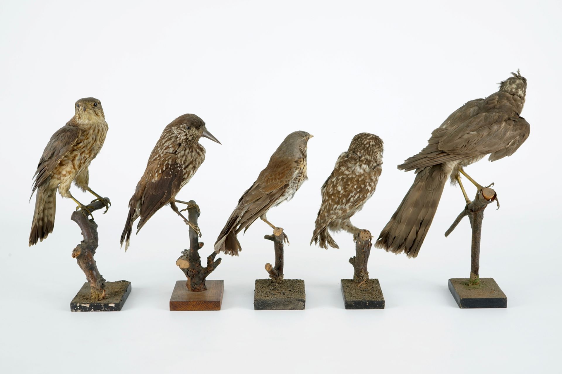 A collection of 13 birds, taxidermy, 19/20th C. H.: 36,5 cm (the tallest) Several labelled " - Image 14 of 16