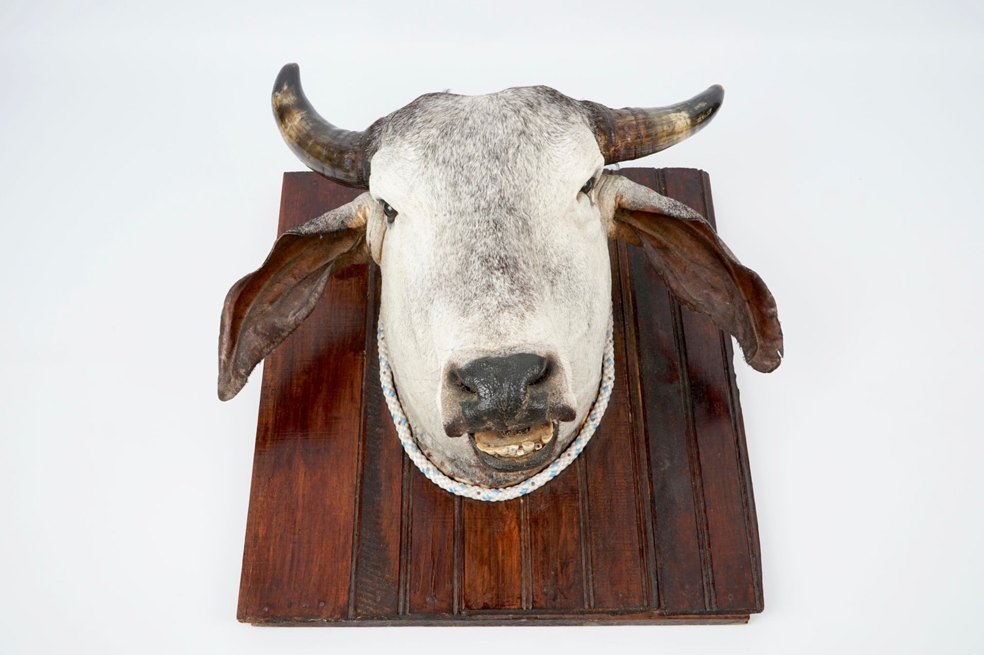 A head of a Brahman cow, modern taxidermy H.: 63 cm Condition reports and high resolution pictures - Image 2 of 5