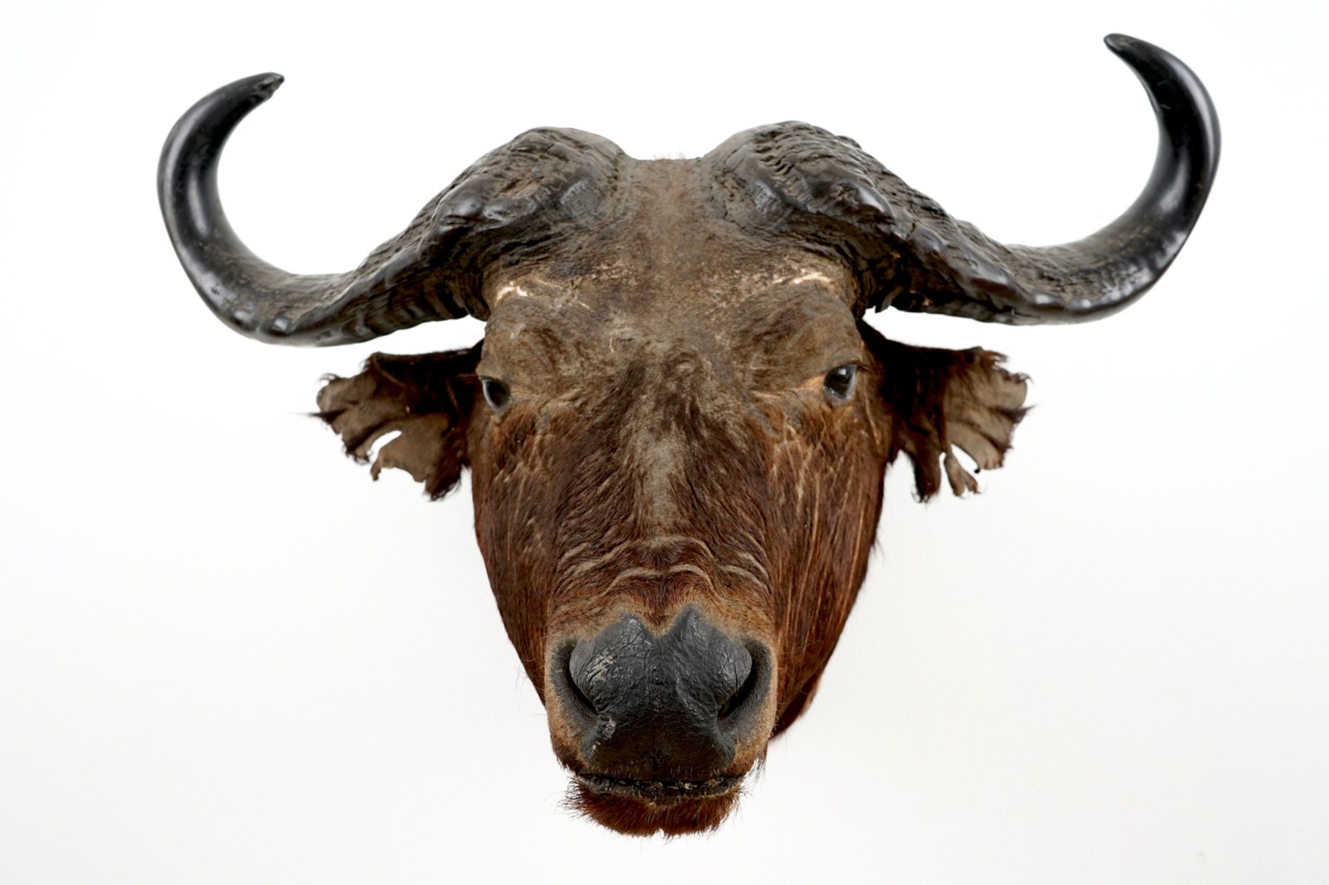 A head of a European bison, taxidermy, 2nd half 20th C. H.: 67 cm - L.: 64 cm Condition reports