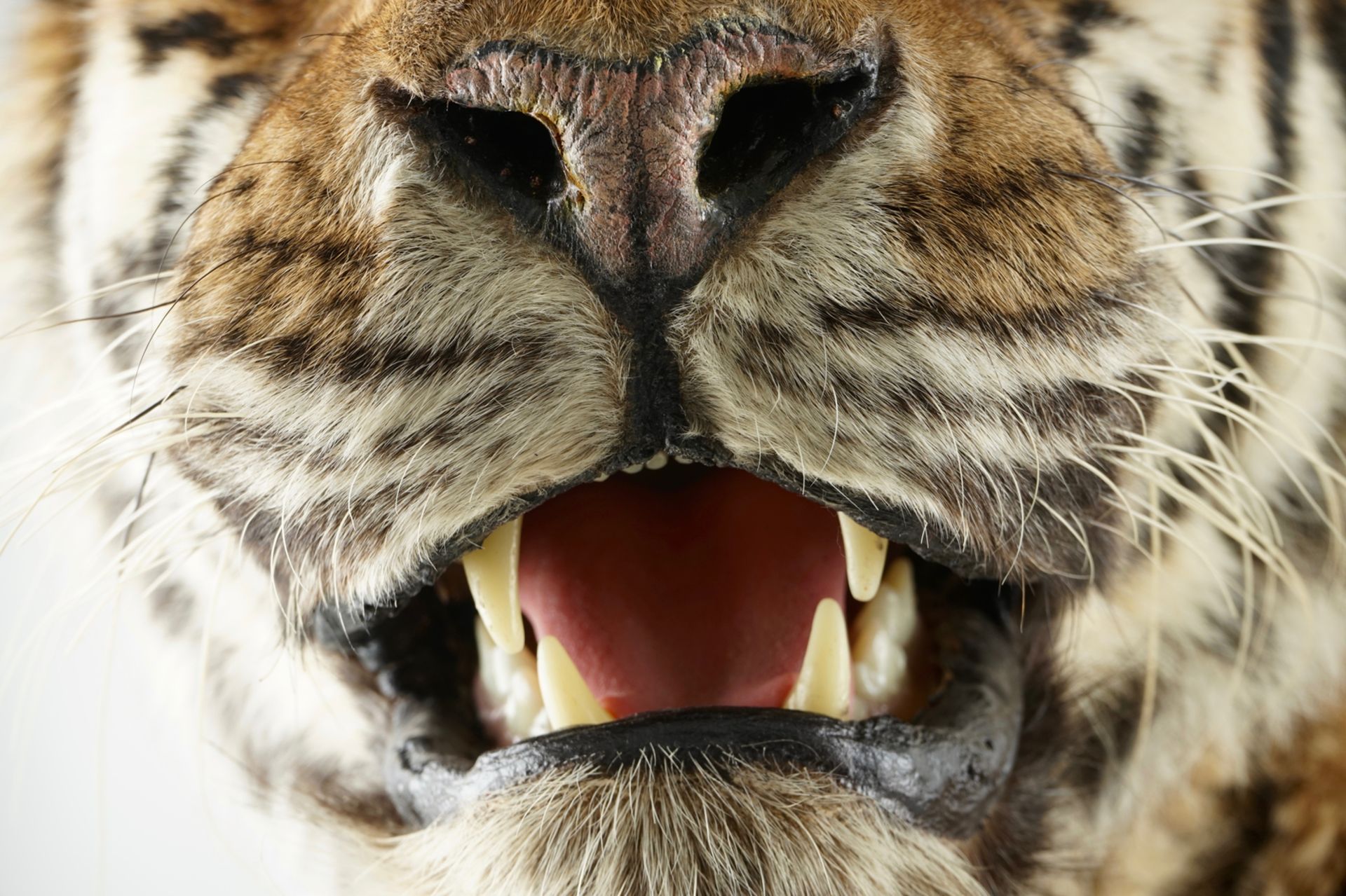 A Bengal tiger, presented standing, recent taxidermy L.: 168 cm - H.: 97 cm Of very good quality. - Image 9 of 9