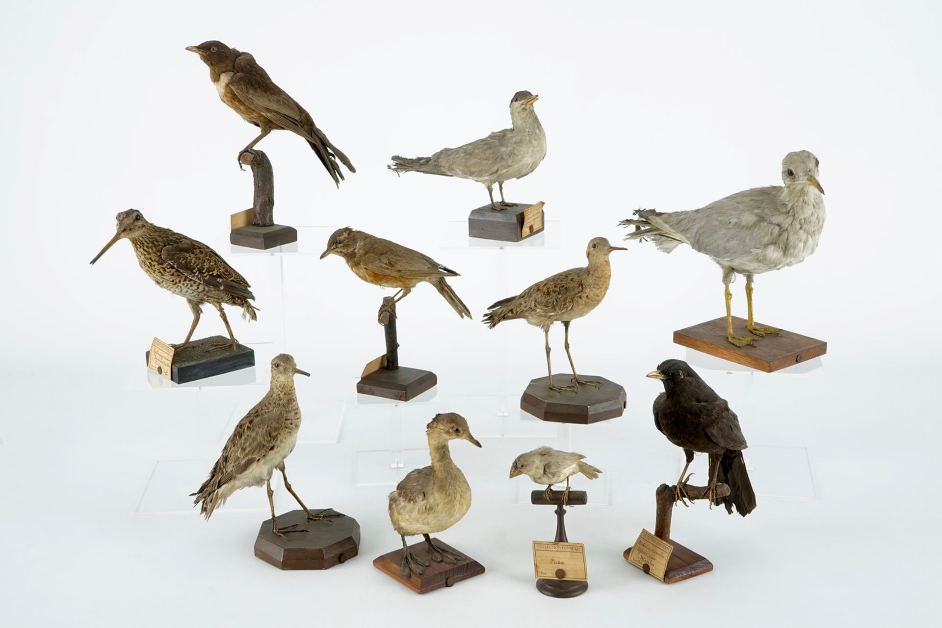 A collection of 10 birds, taxidermy, 19/20th C. H.: 25 cm (the tallest) Several labelled "Collection