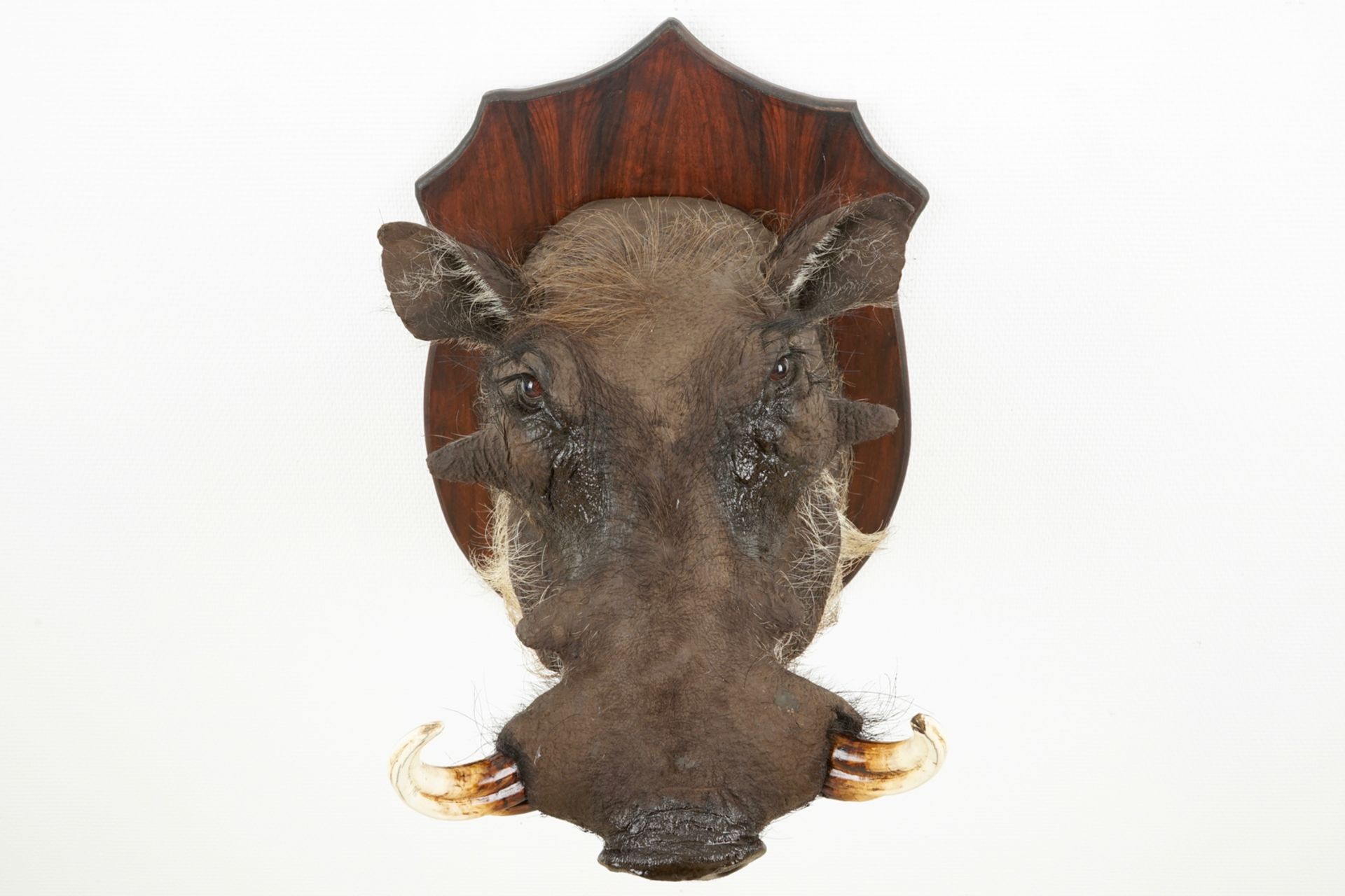 An African boar's head and hunting trophy, modern taxidermy H.: 51 cm - D.: 51 cm (the boar's - Image 6 of 10