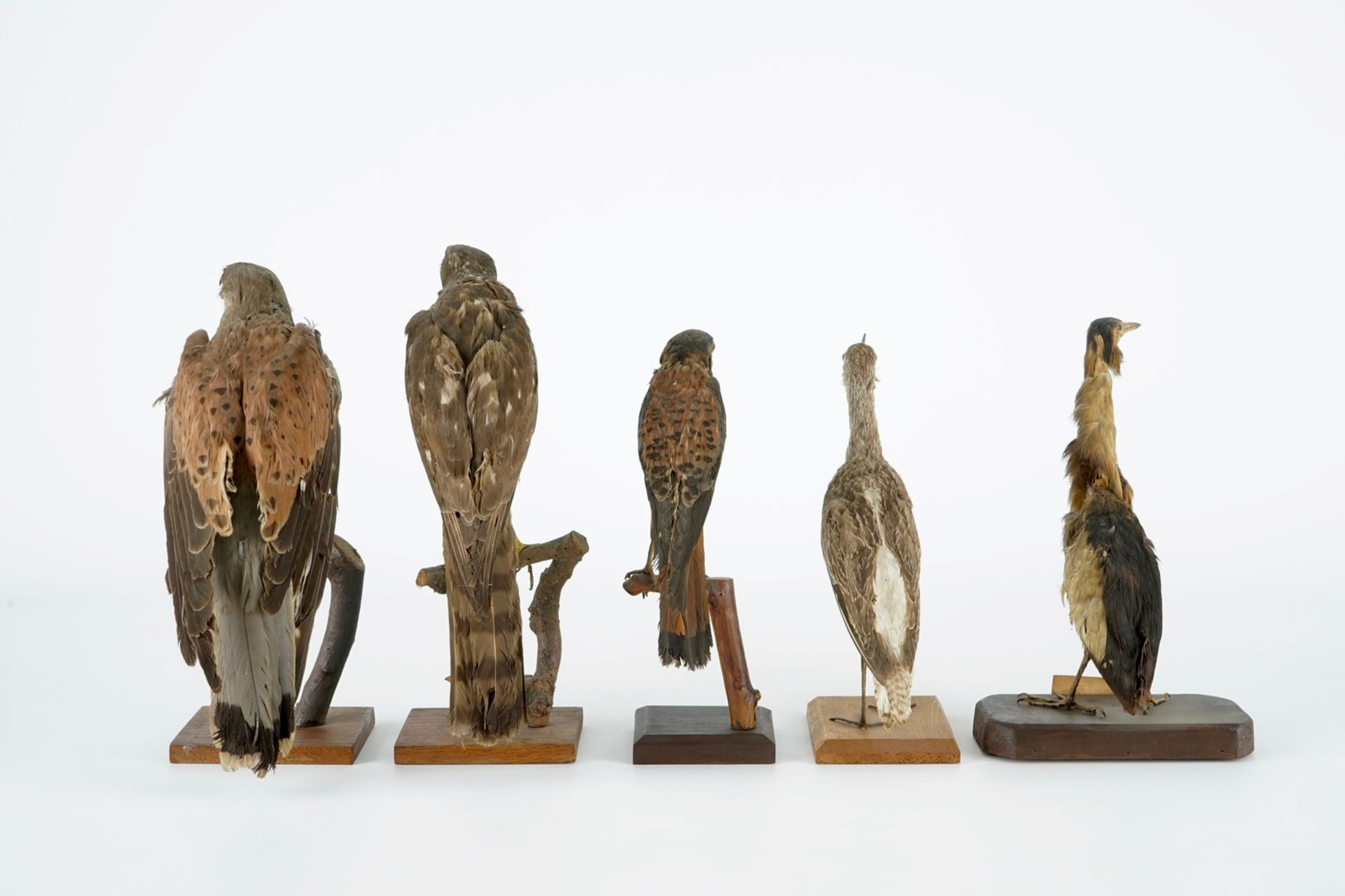 A collection of 14 birds, taxidermy, 19/20th C. H.: 35,5 cm (the tallest) Several labelled " - Image 6 of 17