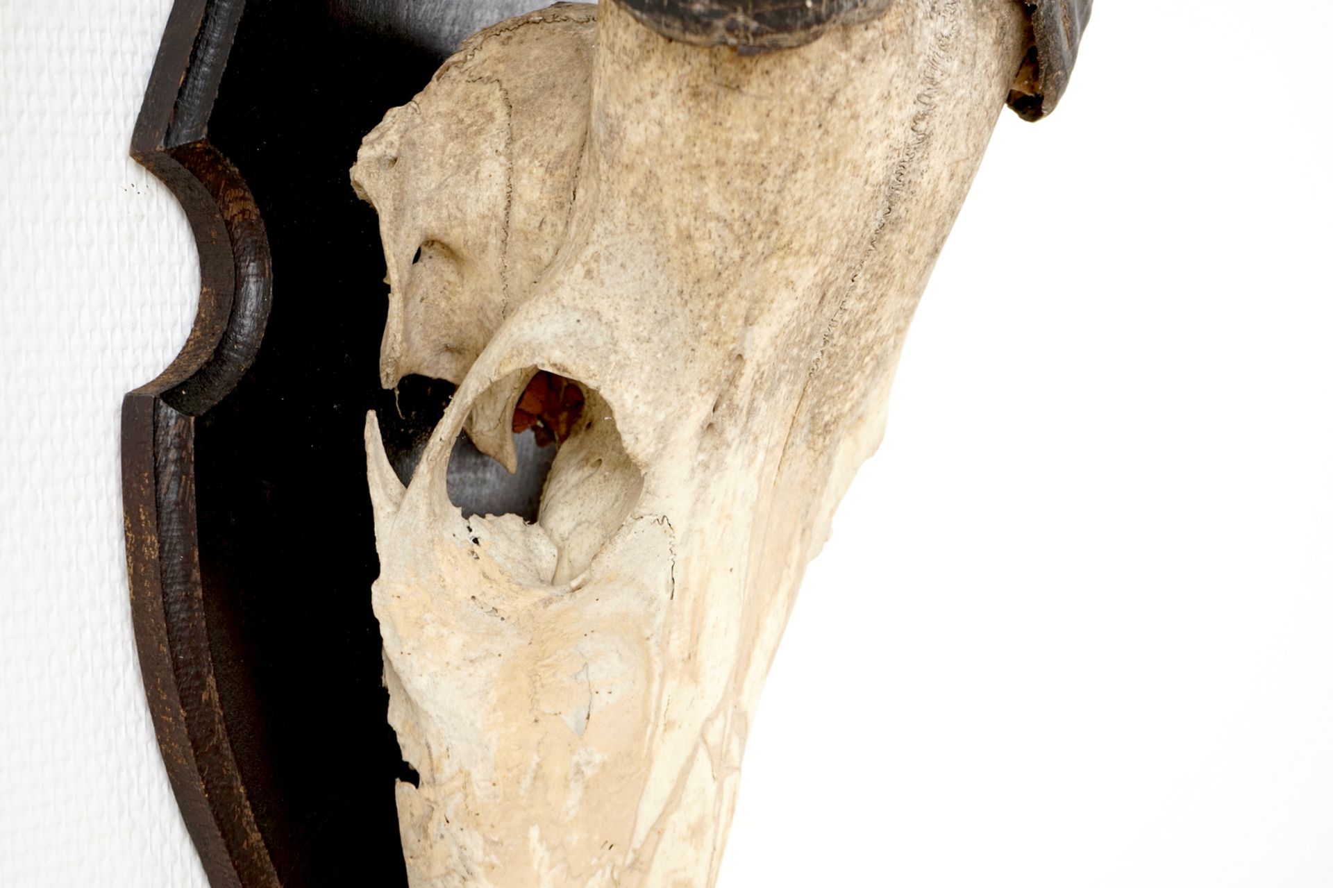 Three horned skulls of a blesbok, impala and reedbuck, mounted on wood H.: 62 cm - L.: 22 cmH.: 45 - Image 5 of 18