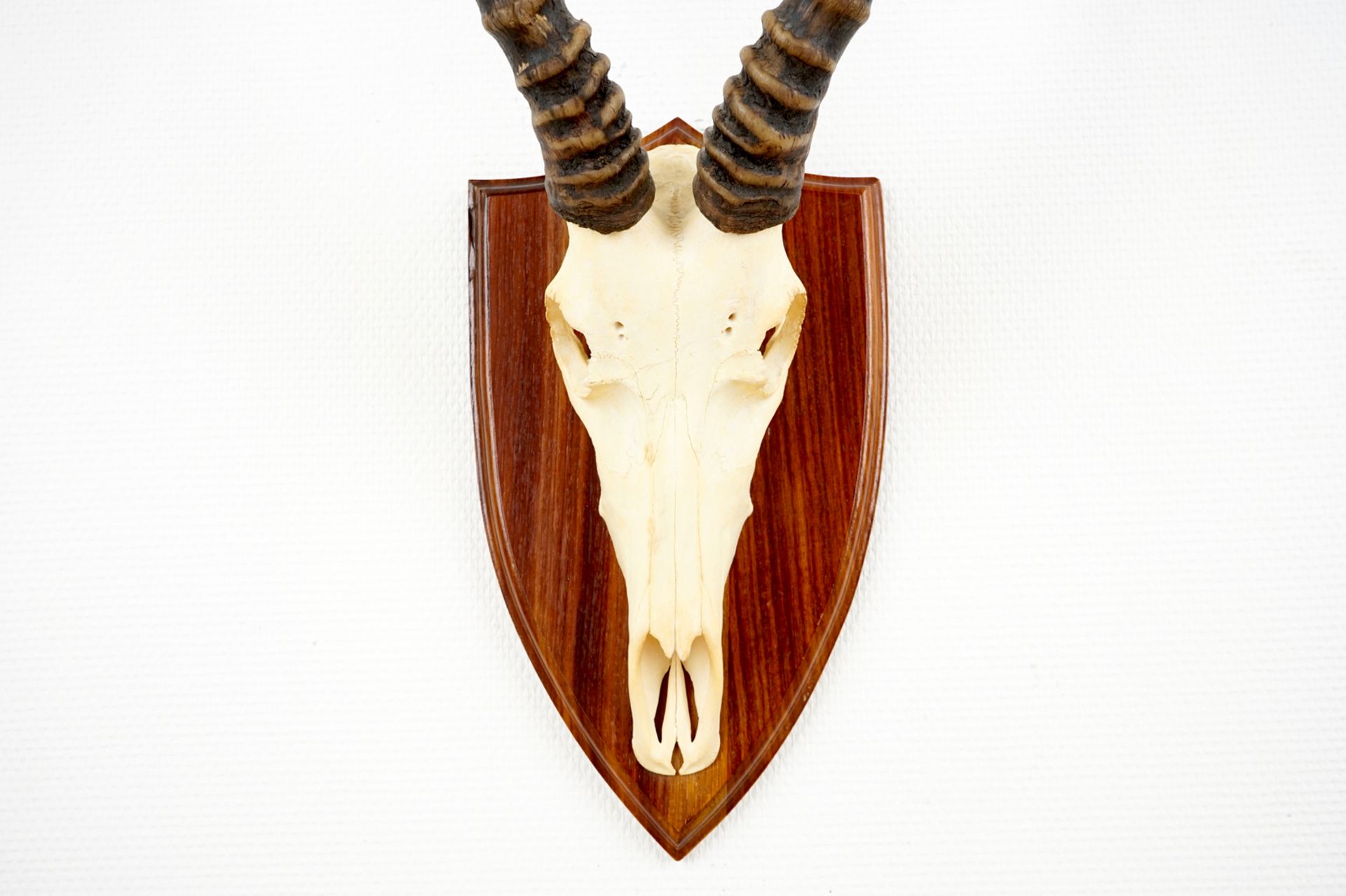 Three horned skulls of a blesbok, impala and reedbuck, mounted on wood H.: 62 cm - L.: 22 cmH.: 45 - Image 17 of 18