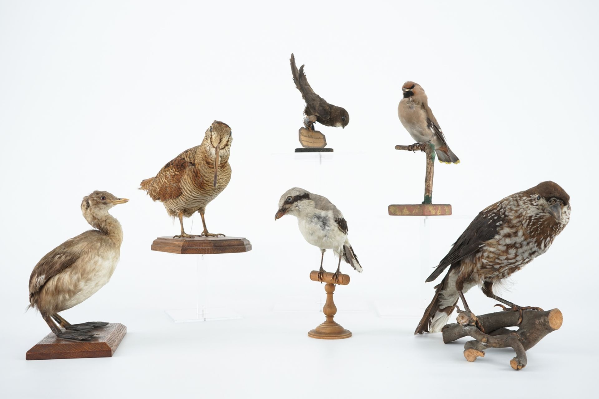 Six European birds, taxidermy, 19/20th C. H.: 22,5 cm (the tallest) Condition reports and high