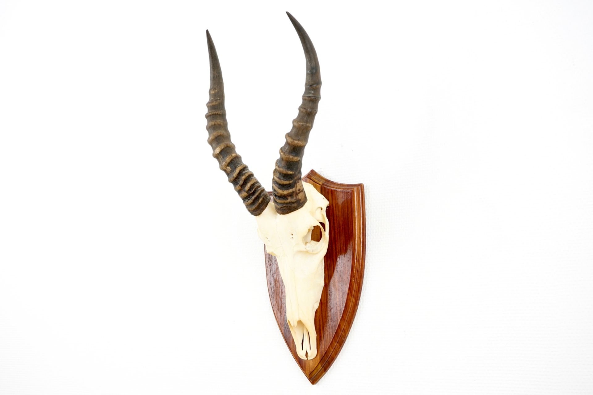 Three horned skulls of a blesbok, impala and reedbuck, mounted on wood H.: 62 cm - L.: 22 cmH.: 45 - Image 15 of 18