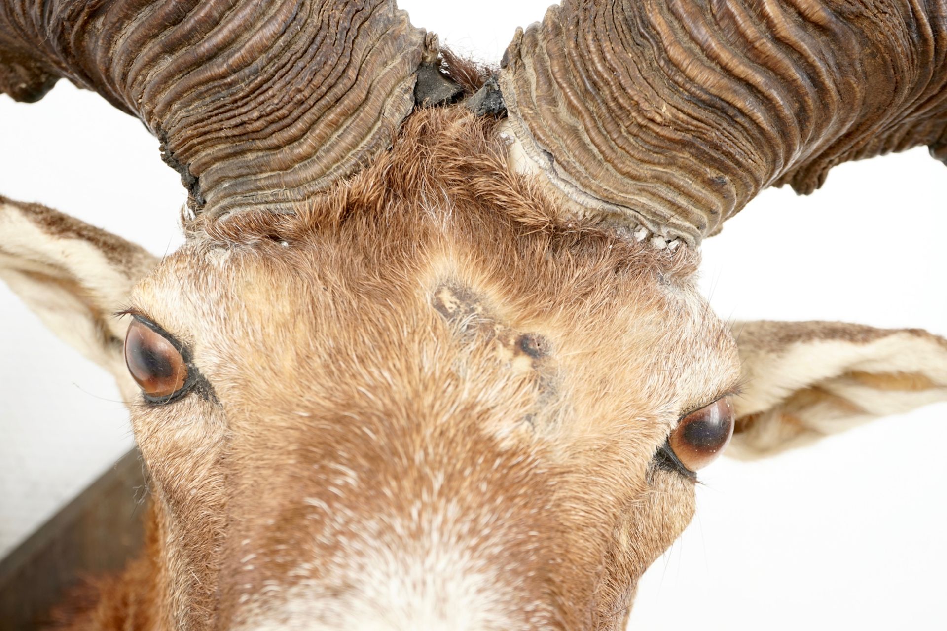 A bust of a mouflon, mounted on wood, taxidermy, late 20th C. L.: 44 cm - H.: 55 cm Condition - Image 5 of 7