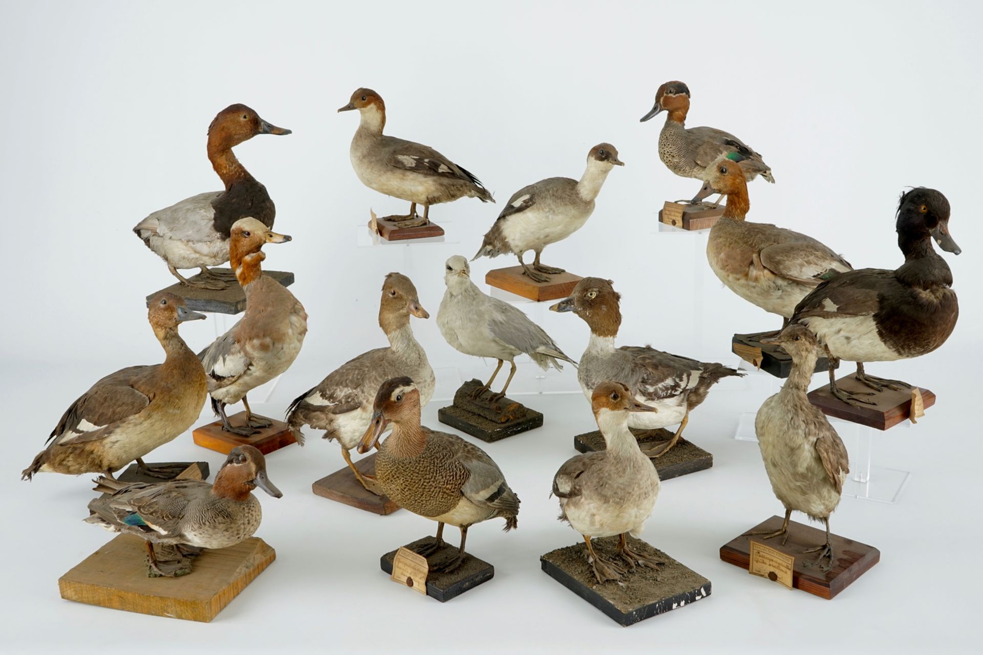 A collection of 15 birds, taxidermy, 19/20th C. H.: 33 cm (the tallest) Several labelled "Collection