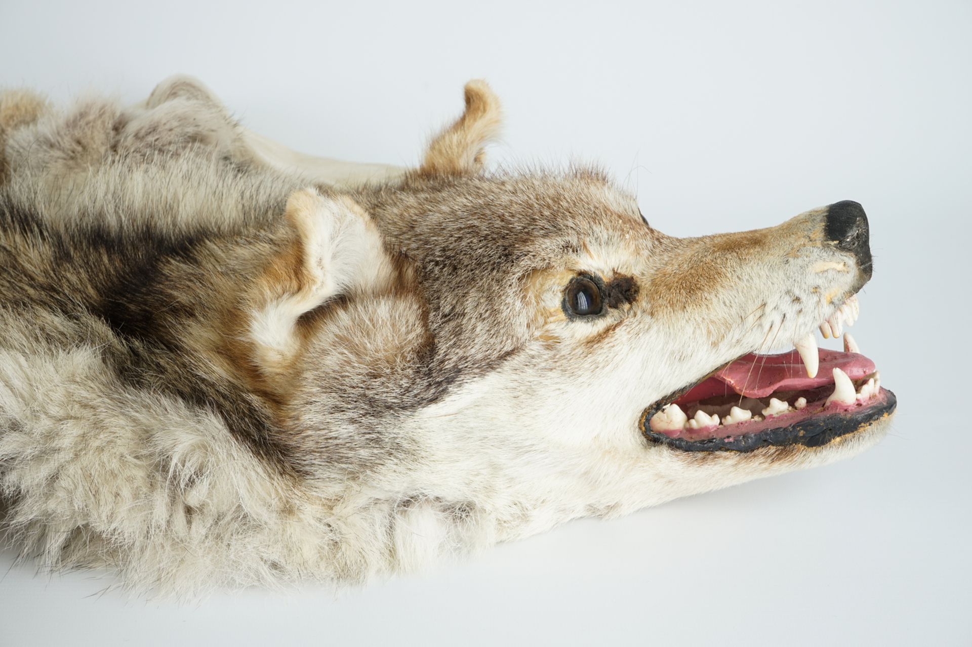 A taxidermy grey wolf skin rug, 2nd half 20th C. L.: 175 cm Condition reports and high resolution - Image 4 of 5