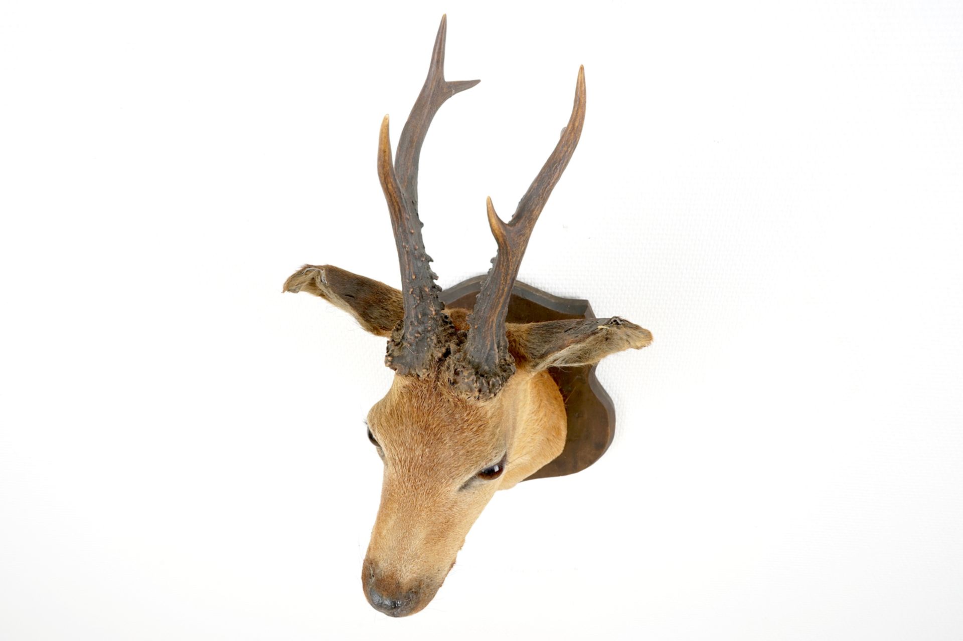 A bust of a roe deer, mounted on wood, taxidermy, late 20th C. H.: 57 - W.: 24 cm    Condition - Image 4 of 6