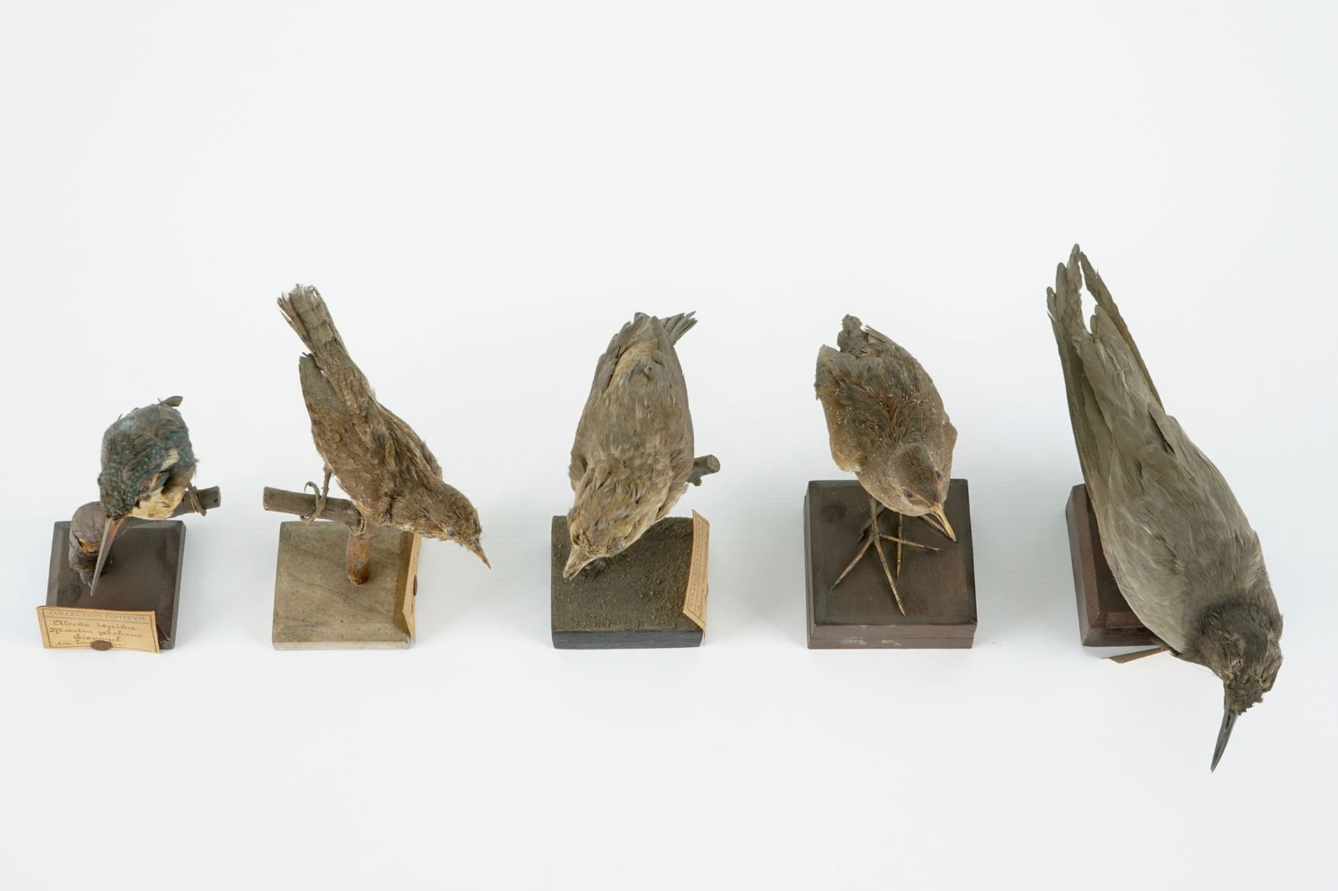 A collection of 20 birds and a nest, taxidermy, 19/20th C. H.: 23,5 cm (the tallest) Several - Image 16 of 21