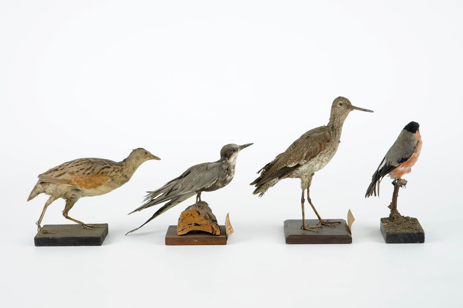 A collection of 20 birds and a nest, taxidermy, 19/20th C. H.: 23,5 cm (the tallest) Several - Image 19 of 21