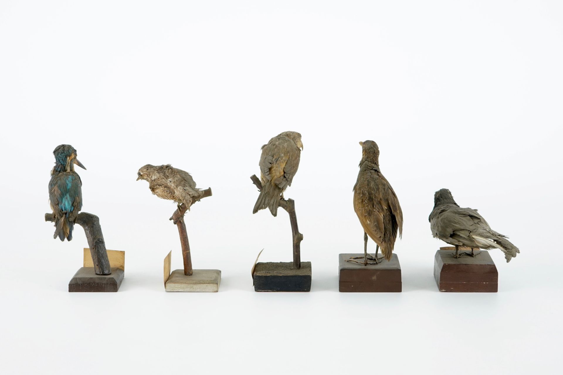 A collection of 20 birds and a nest, taxidermy, 19/20th C. H.: 23,5 cm (the tallest) Several - Image 15 of 21